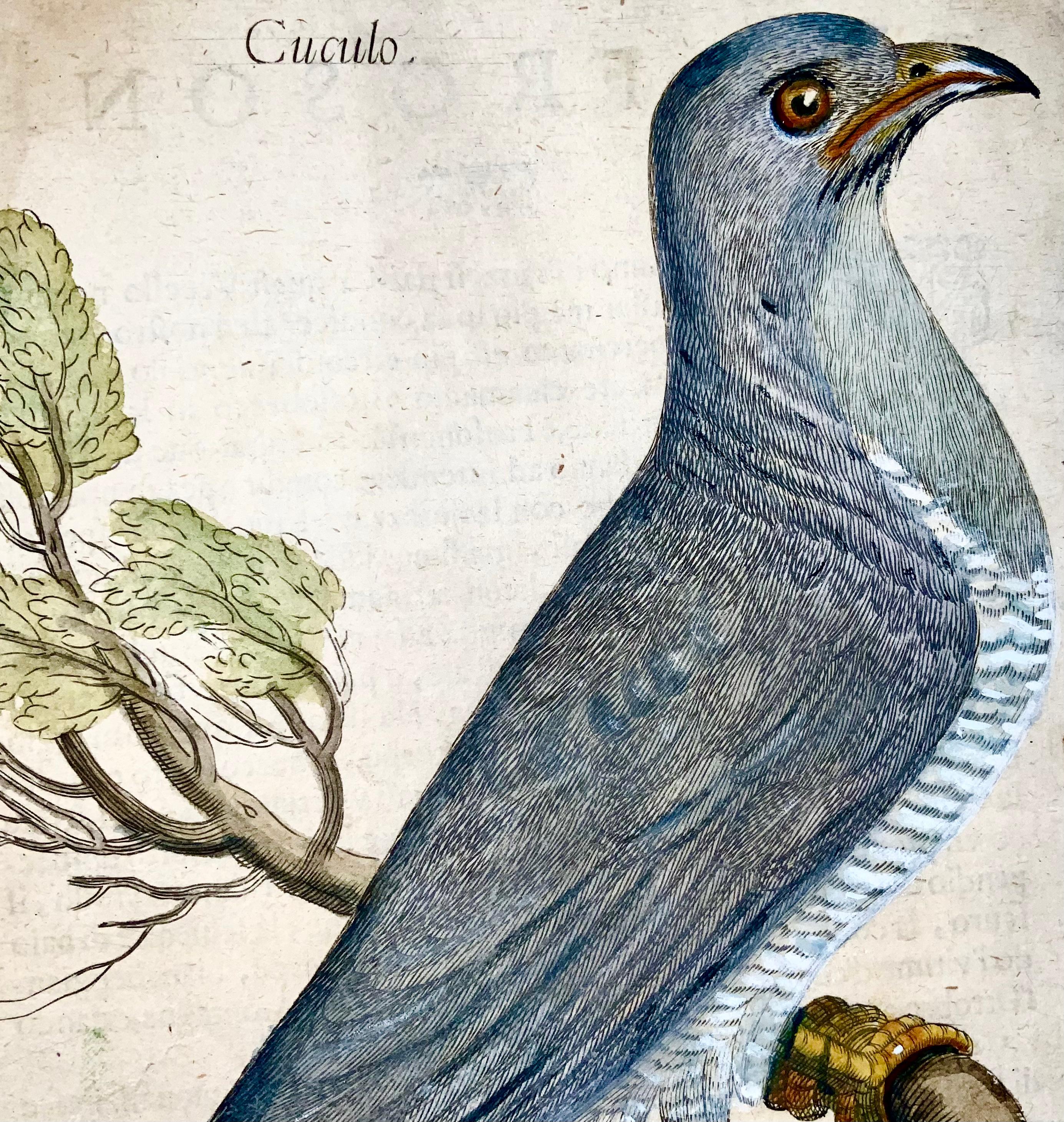 Hand-Painted Cuckoo, Ornithology, Antonio Tempesta; Fr. Villamena, Master Engraving For Sale