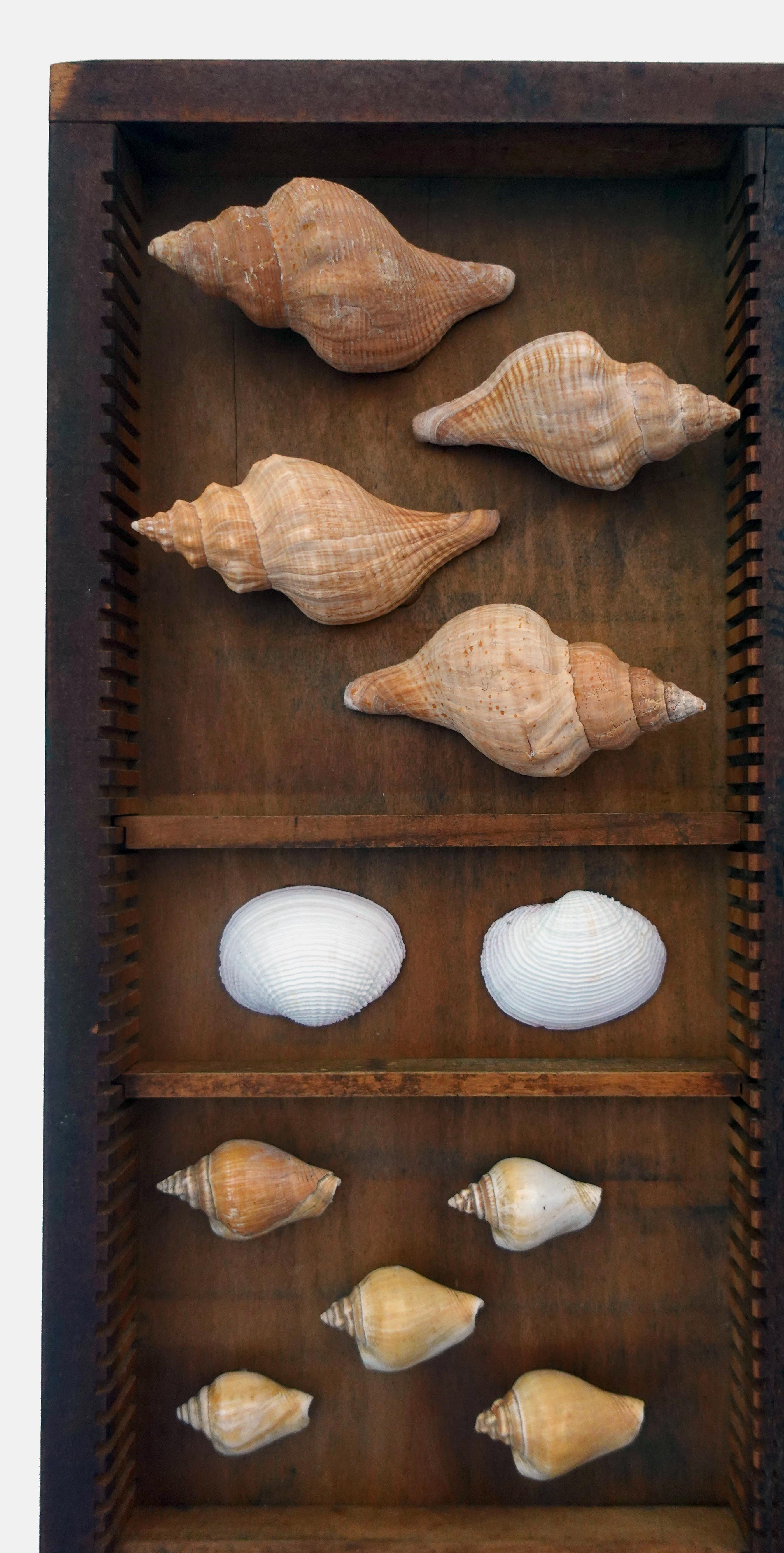 Curated shell collection 

Approximate size: 13.5 x 17.5 x 2 inches

A handsome collection of various mounted shells, including murex species, whelks, cones and spiny oysters. This ensemble forms part of a larger collection previously curated by the