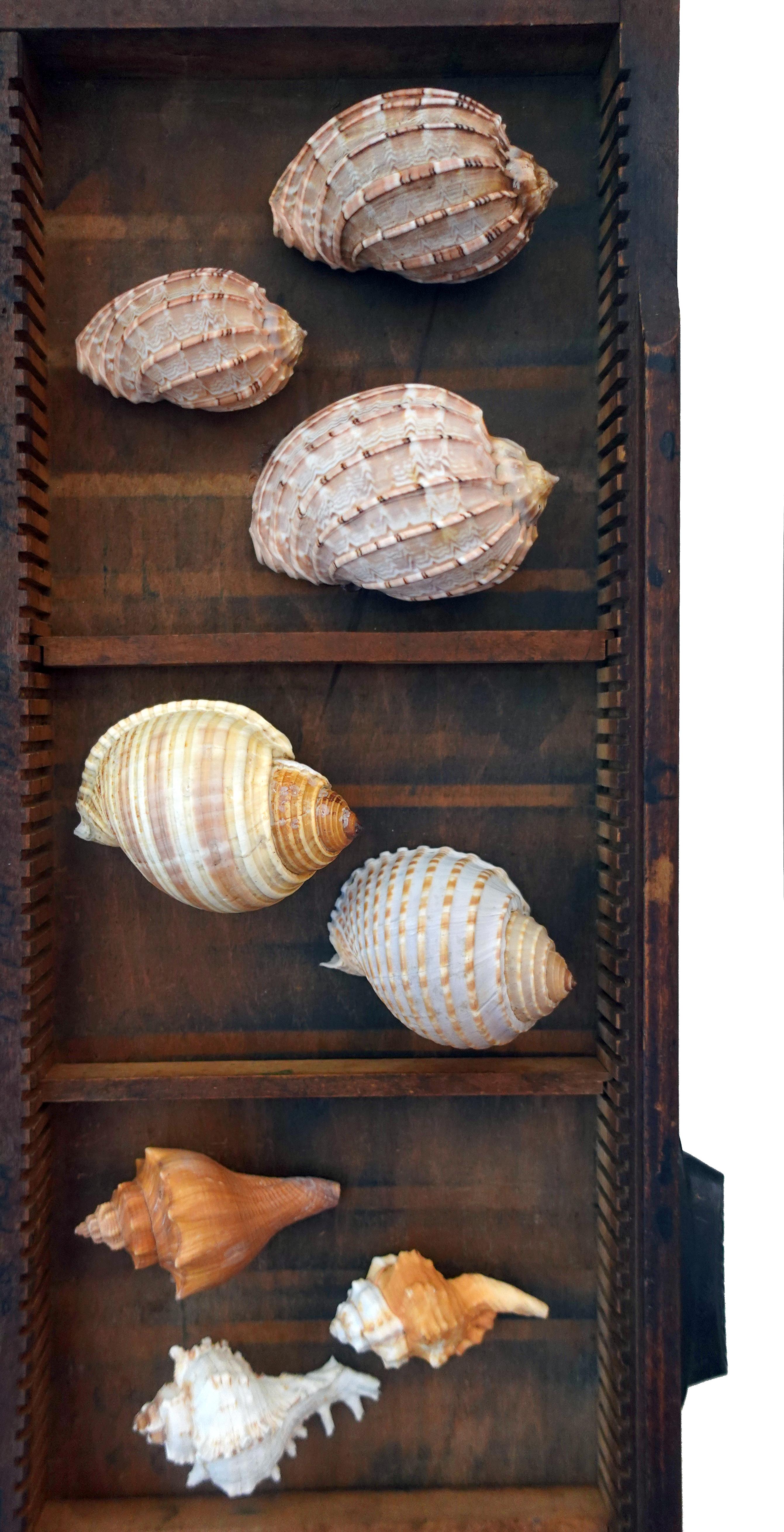 Arts and Crafts Curated Shell Collection Wall Display For Sale