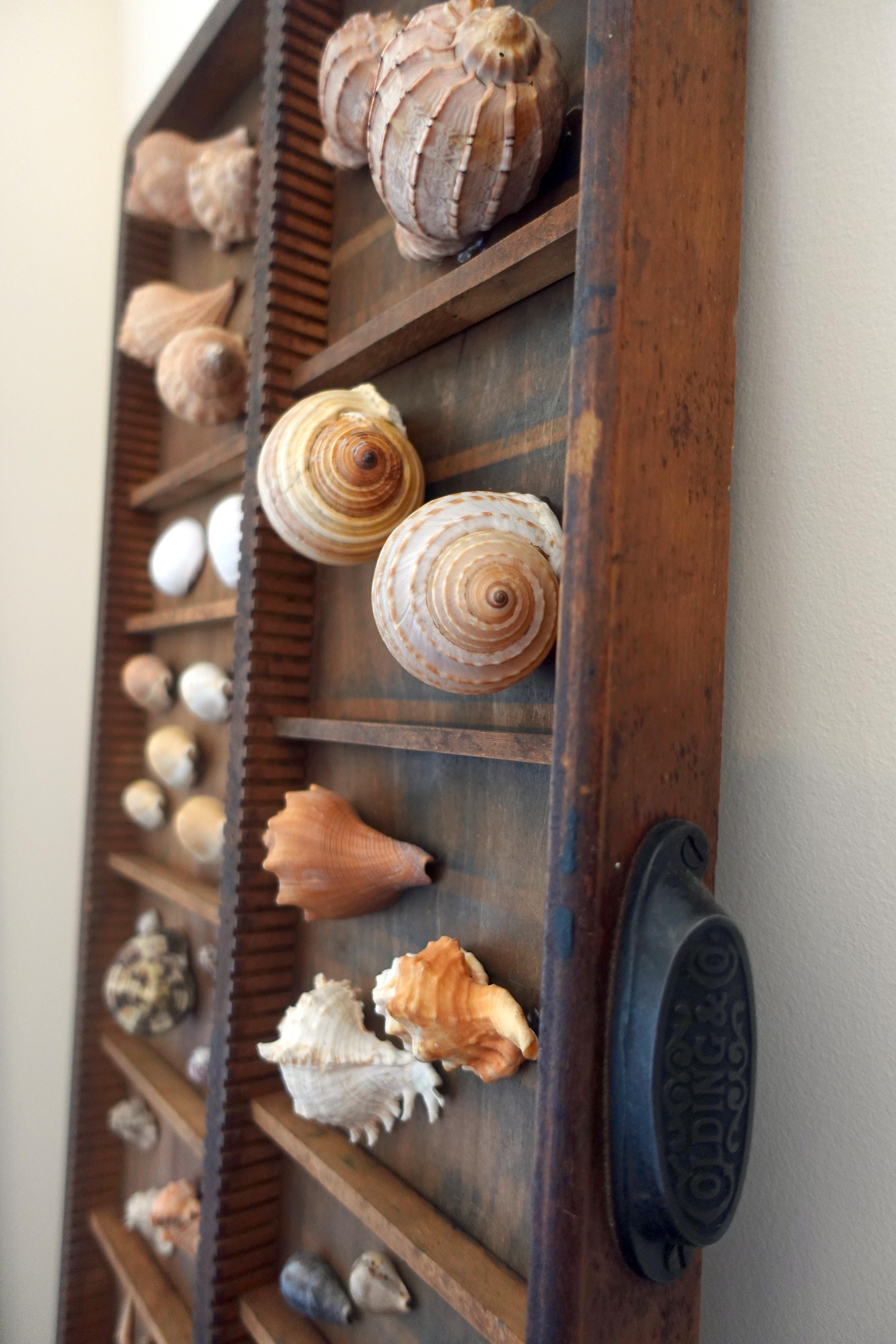 American Curated Shell Collection Wall Display For Sale