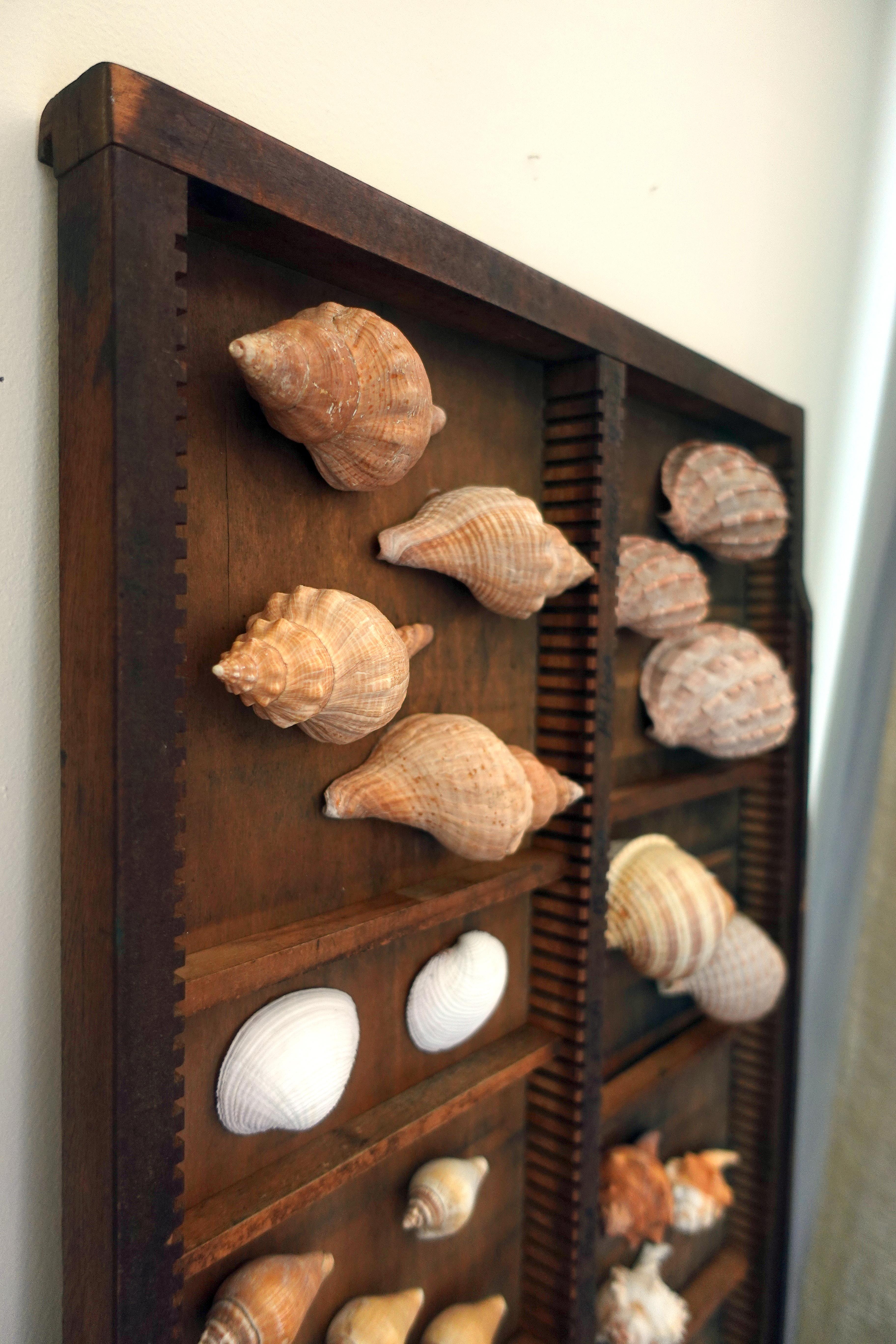 Hand-Crafted Curated Shell Collection Wall Display For Sale