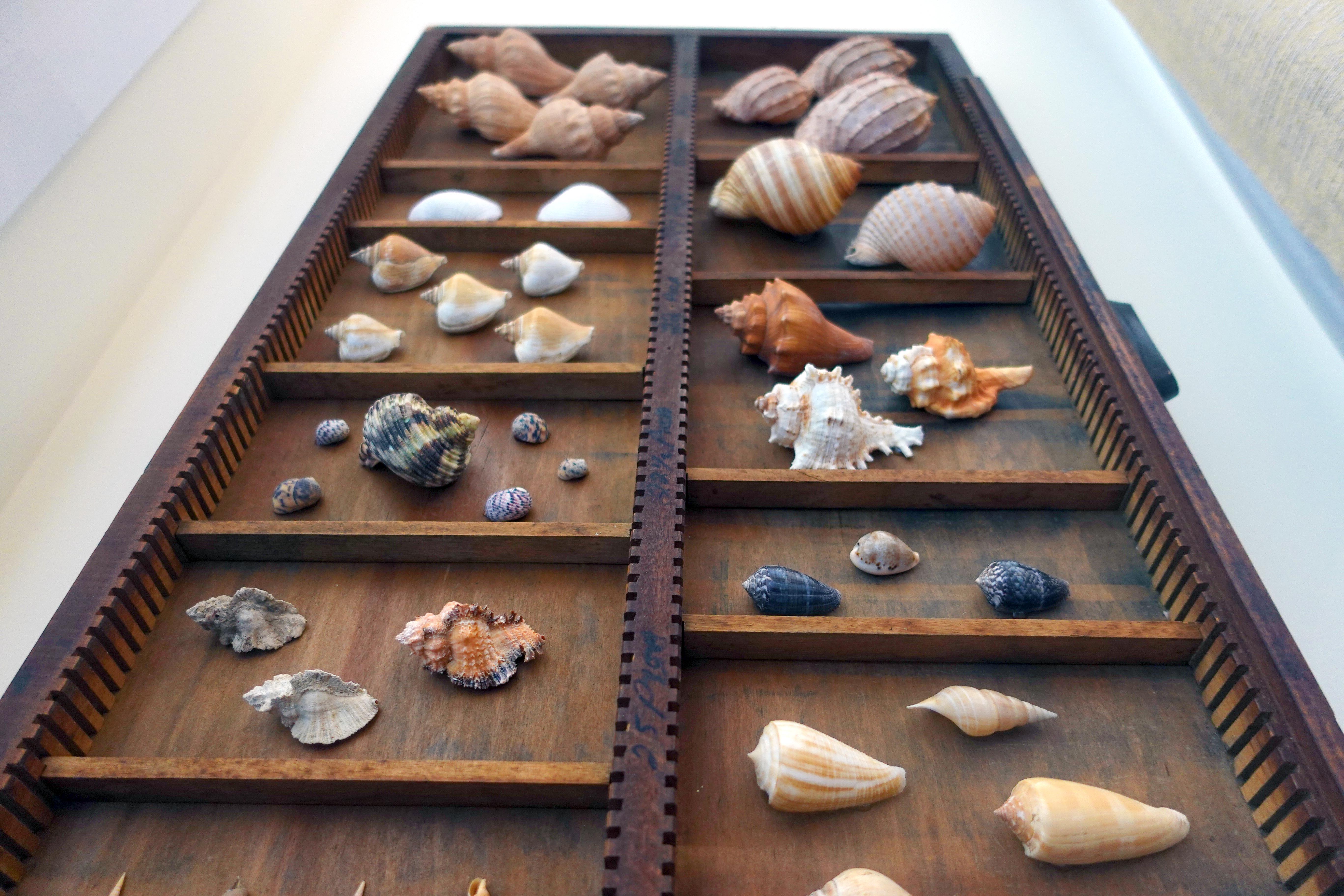 Curated Shell Collection Wall Display In Good Condition For Sale In Leesburg, VA