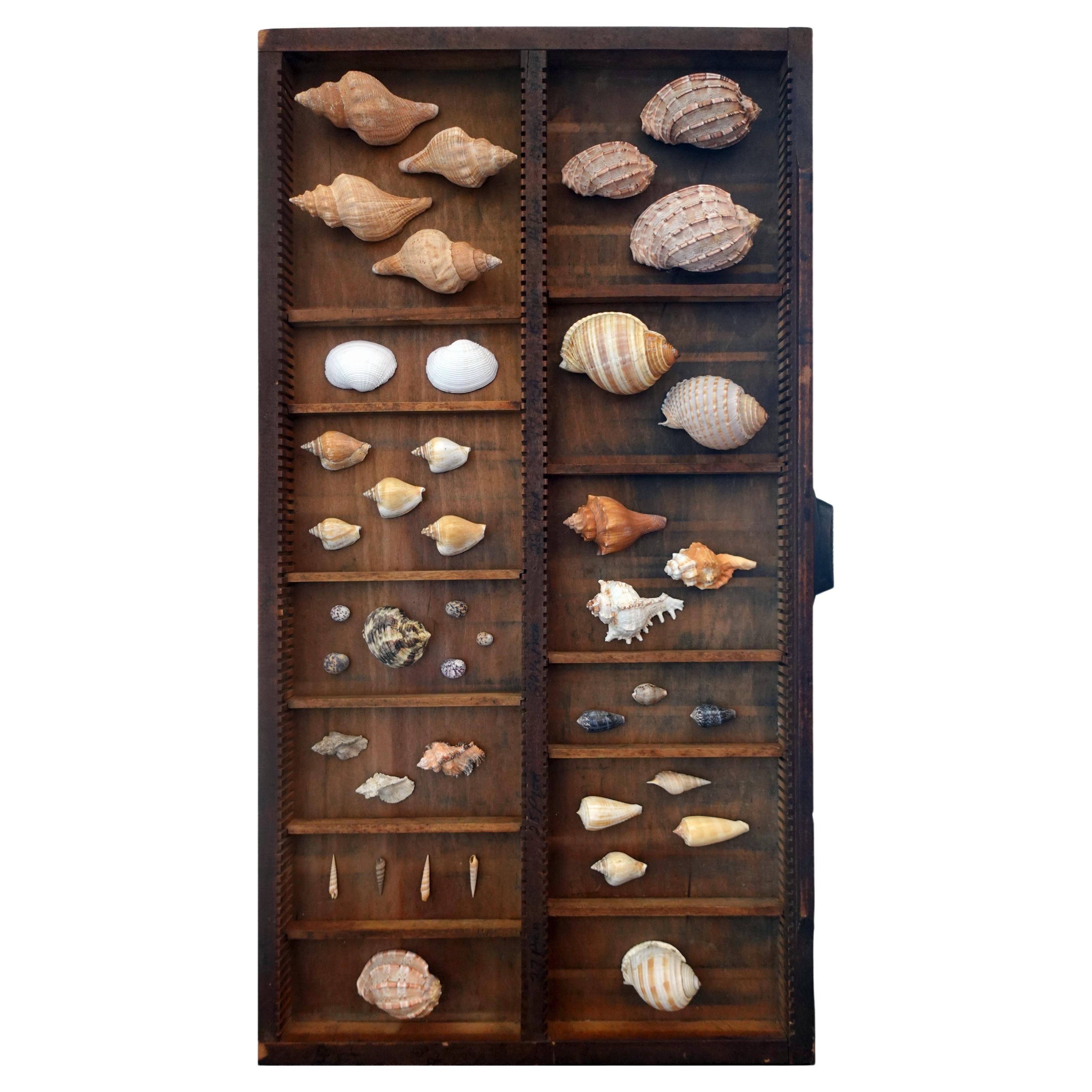 Curated Shell Collection Wall Display For Sale