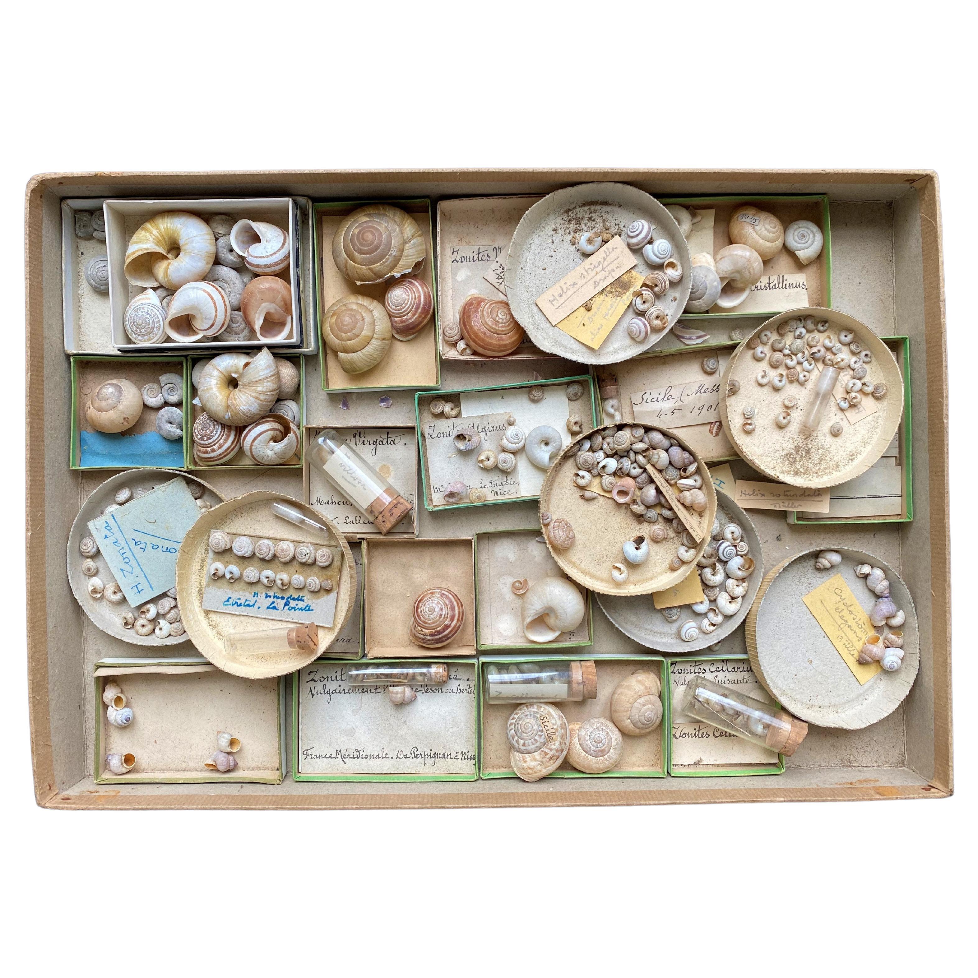 Curiosité Cabinet Collection of Shell Circa 1900 For Sale