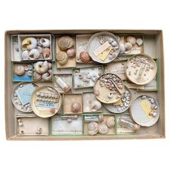 Antique Curiosité Cabinet Collection of Shell Circa 1900