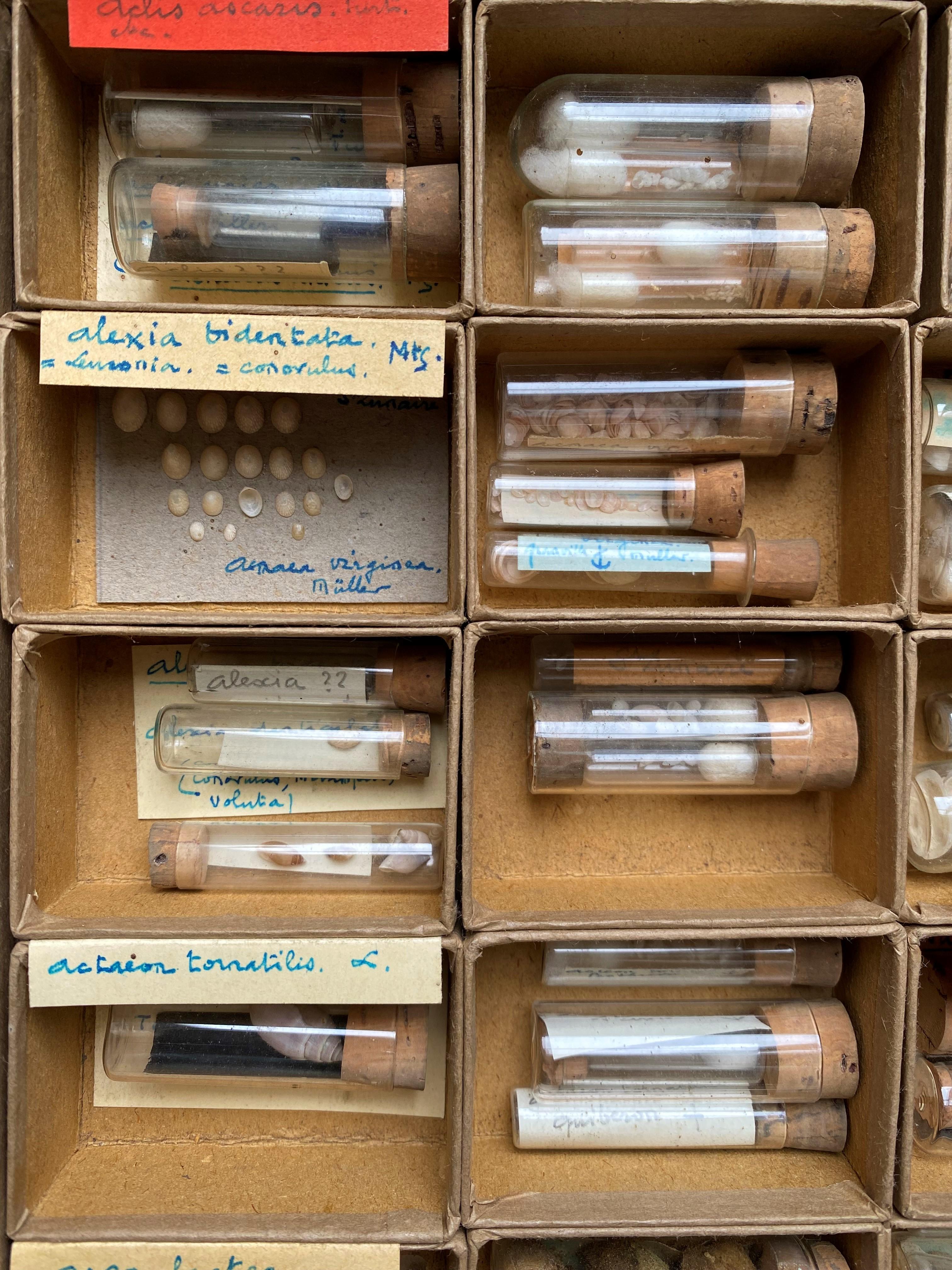 Très intéressant ensemble de coquillages collectés par un amateur entre la fin du 19e siècle et le début du 20e siècle. Les coquilles sont classées par taille et par âge, soit dans de petites boîtes en carton, soit dans des tubes en verre fermés par