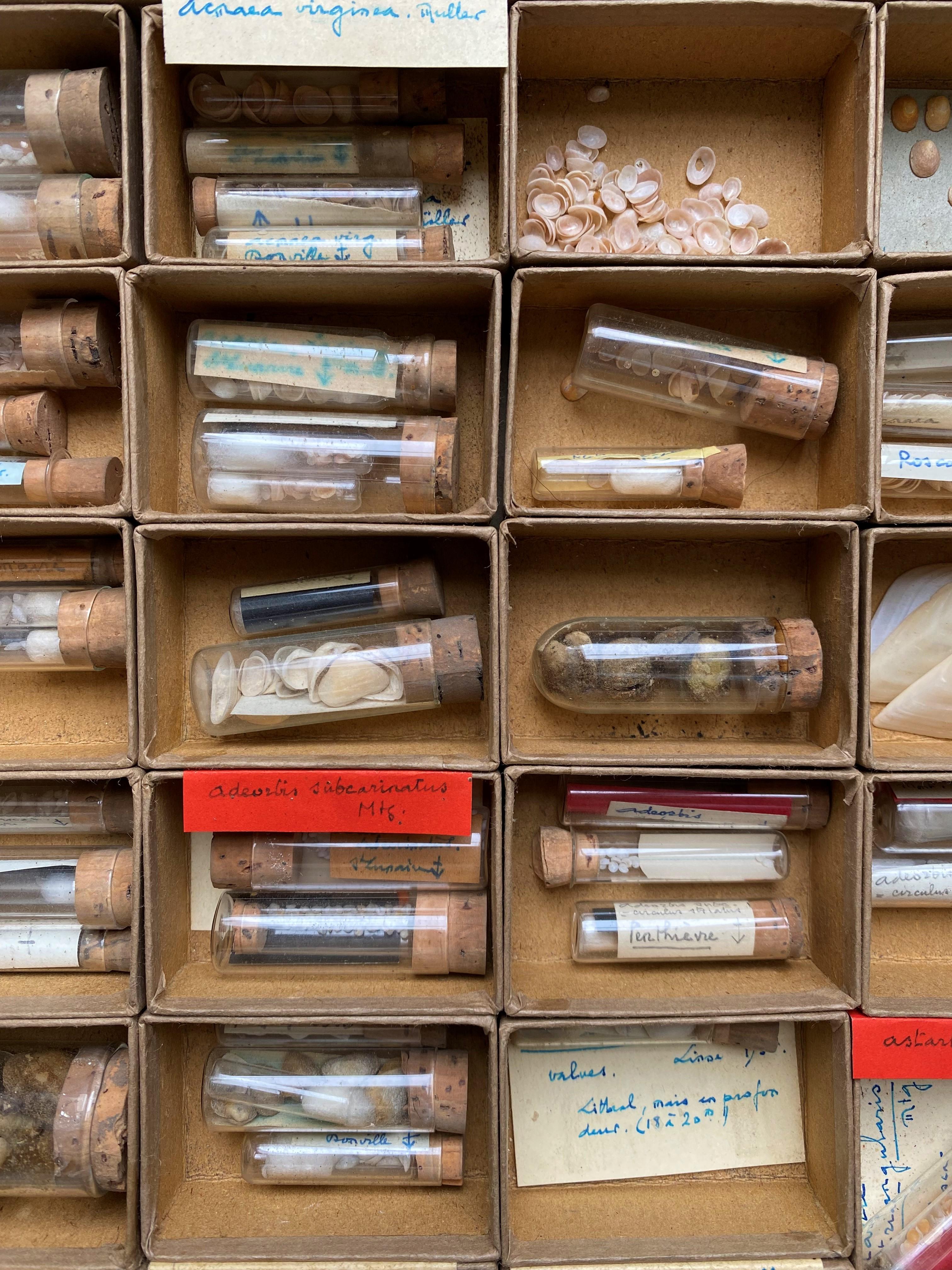 Collection de curiosités de meubles de rangement coquillage, vers 1900 Bon état - En vente à Beuzevillette, FR