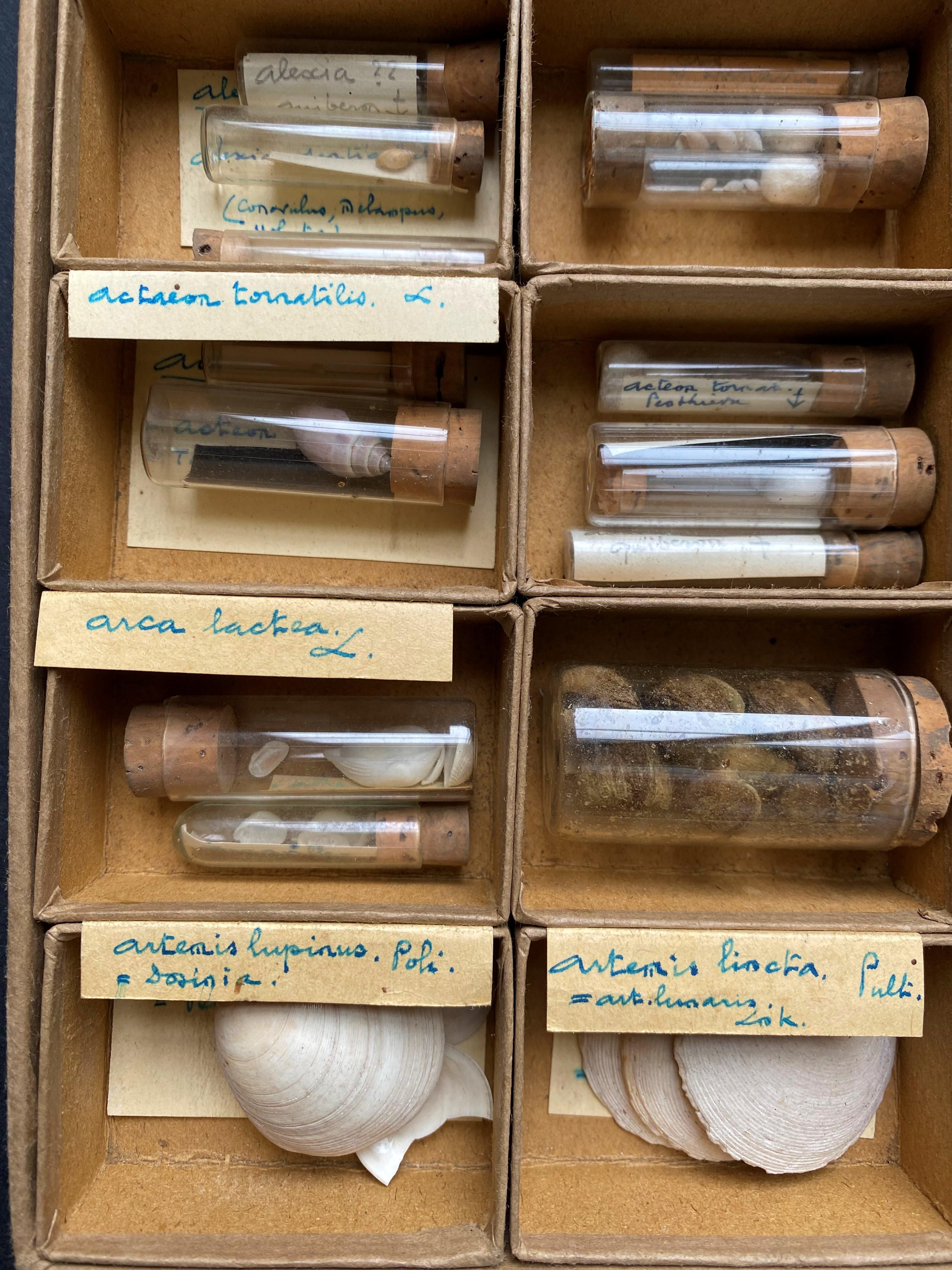 20ième siècle Collection de curiosités de meubles de rangement coquillage, vers 1900 en vente