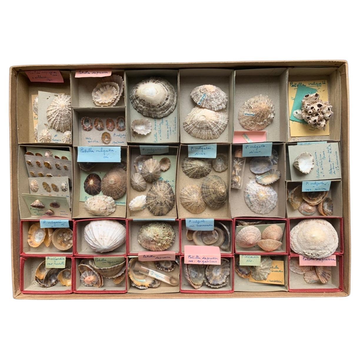 Curiosity Cabinet Collection of Shell circa 1900