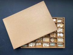 Curiosity Cabinet Collection of Shells, Circa 1900