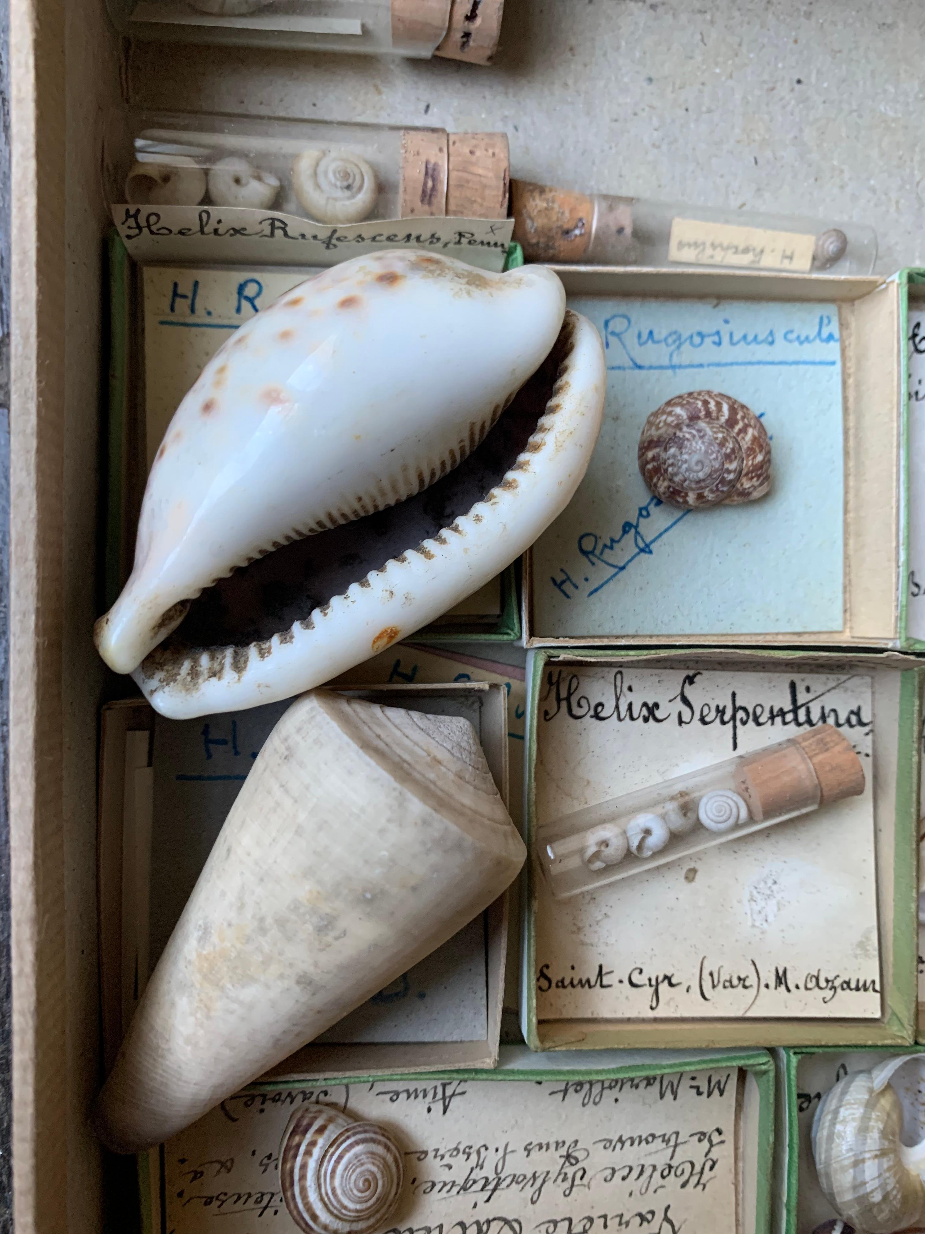 Very interesting set of shells collected by an amateur between the end of the 19th century and the beginning of the 20th century. The shells are classified by size and age either in small cardboard boxes or in glass tubes closed with corks. Labels