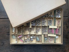 Curiosity Cabinet Collection of Shells circa 1900