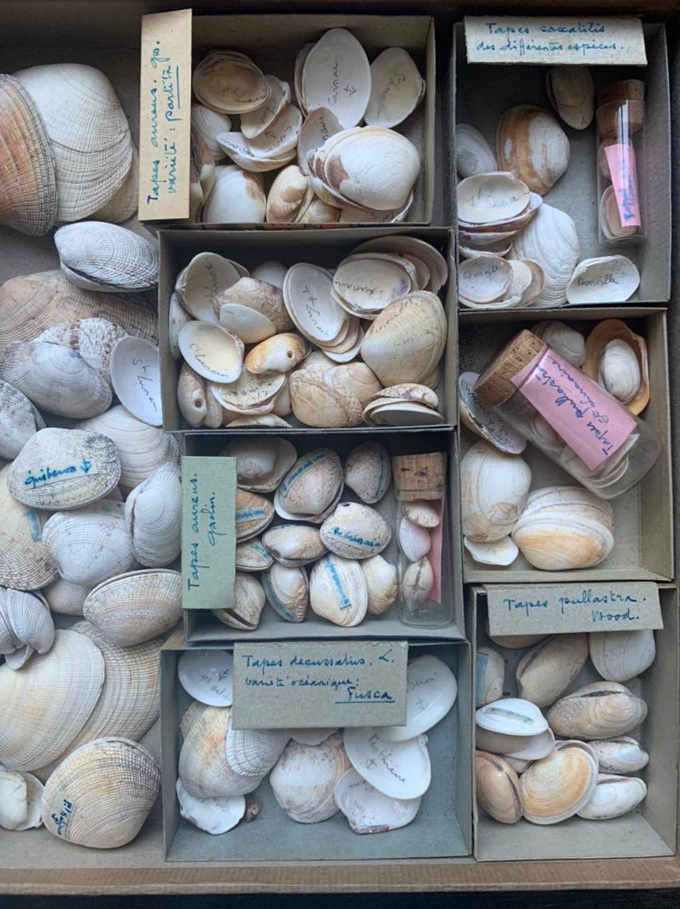 Sehr interessante Sammlung von Muscheln, die von einem Amateur zwischen dem Ende des 19. und dem Beginn des 20. Die Muscheln werden nach Größe und Alter entweder in kleinen Pappkartons oder in mit Korken verschlossenen Glasröhrchen aufbewahrt. Die