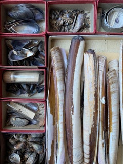 Curiosity Cabinet Collection of Shells, Circa 1900