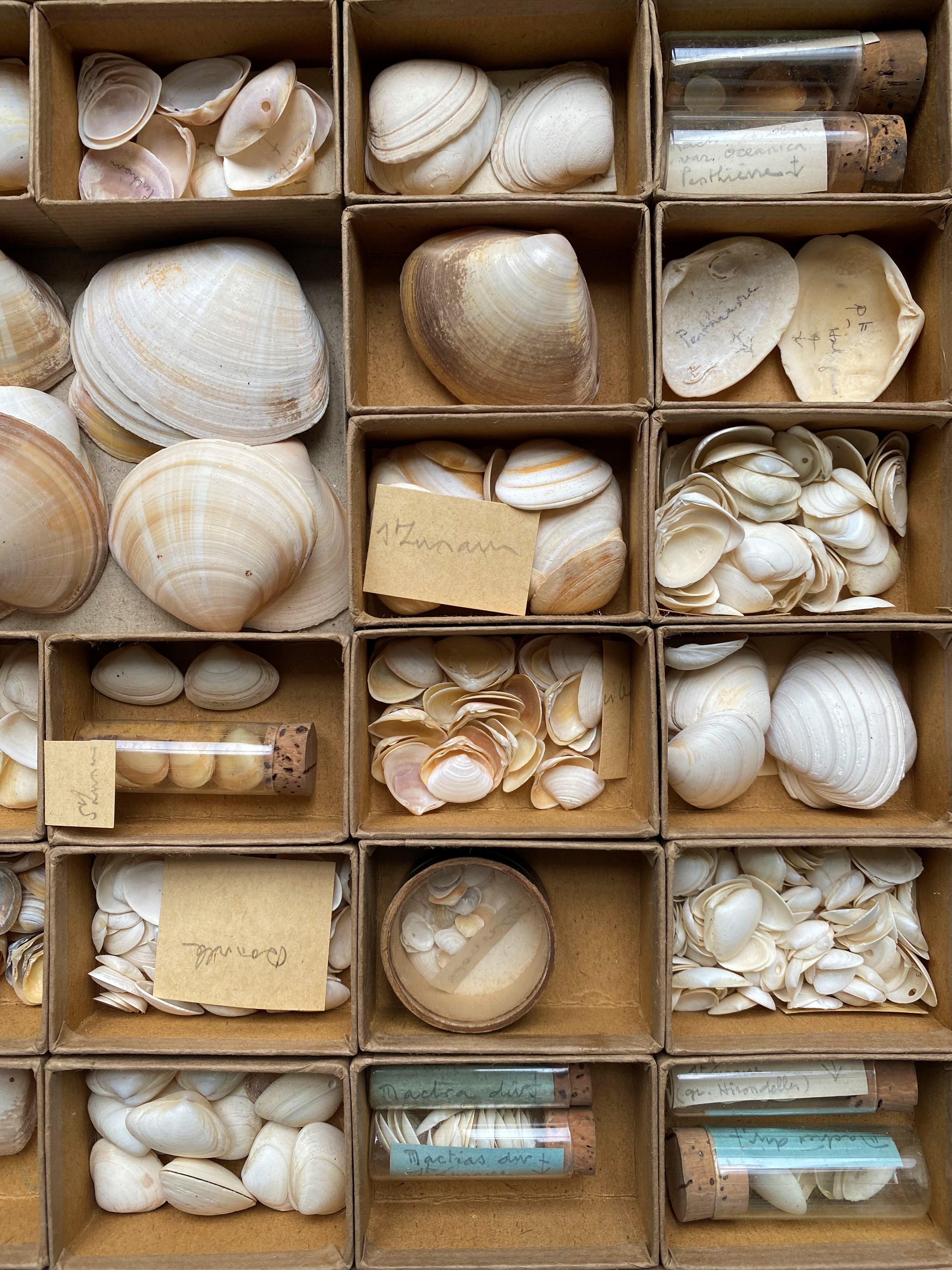 seashell display case