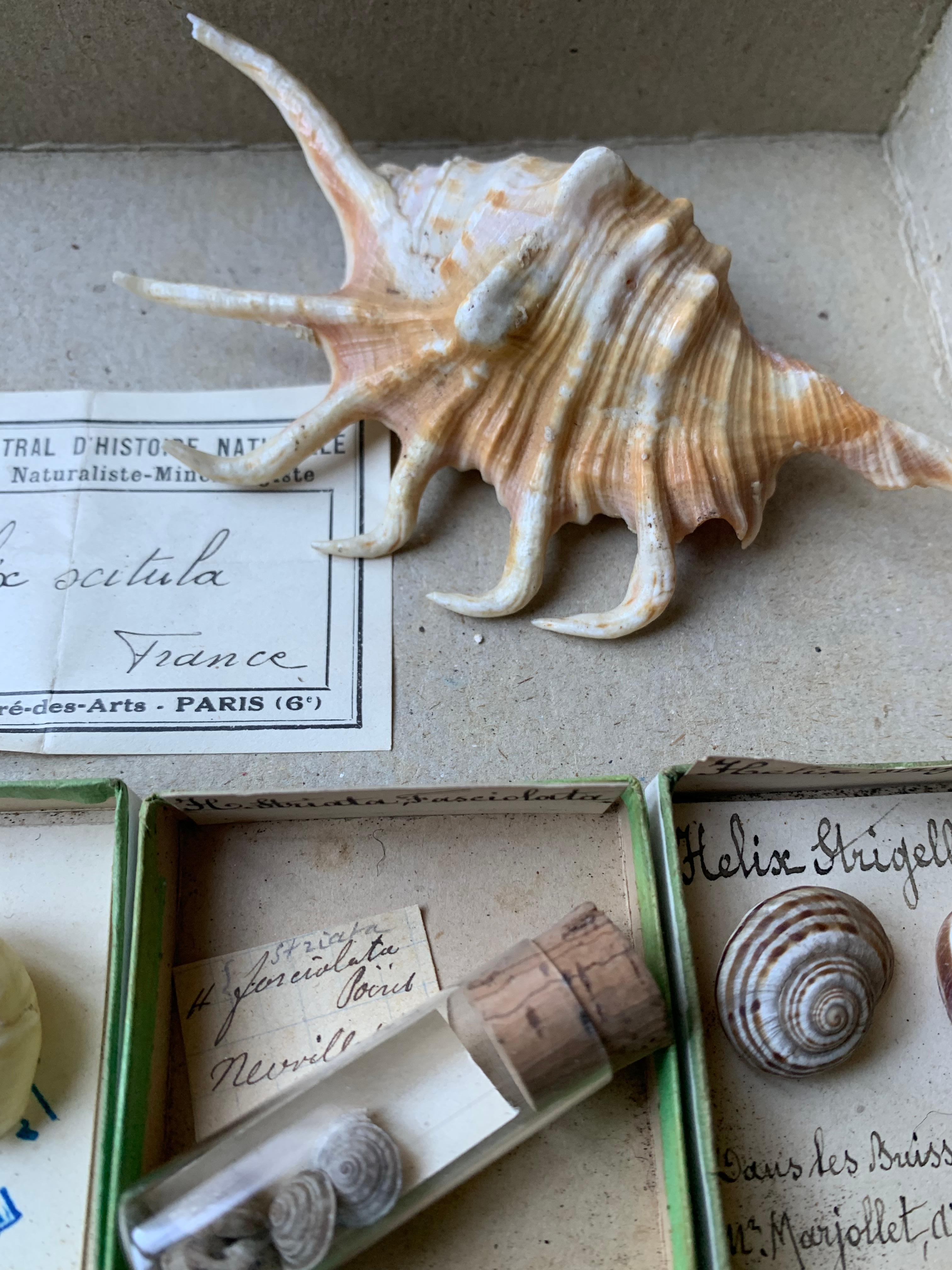 seashell collection box