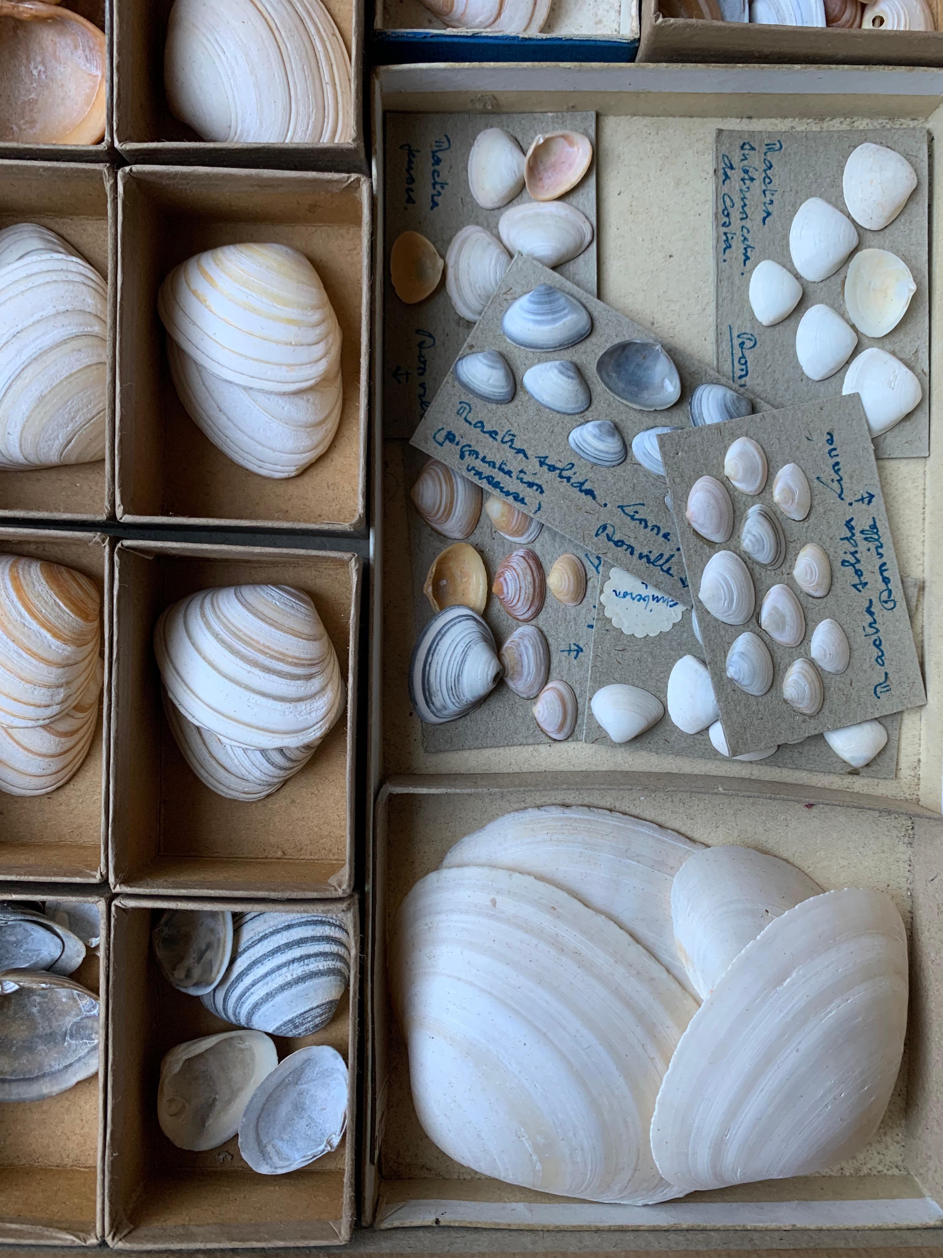 Curiosity Cabinet Collection of Shells, Circa 1900 In Good Condition For Sale In Beuzevillette, FR