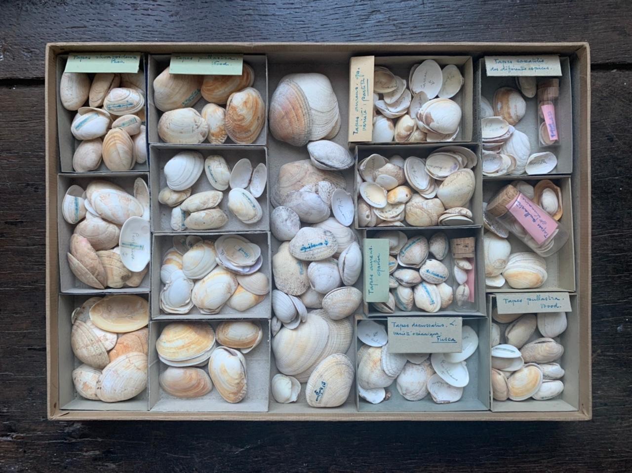 Schrank-Sammlung von Muscheln, um 1900 (Französisch) im Angebot