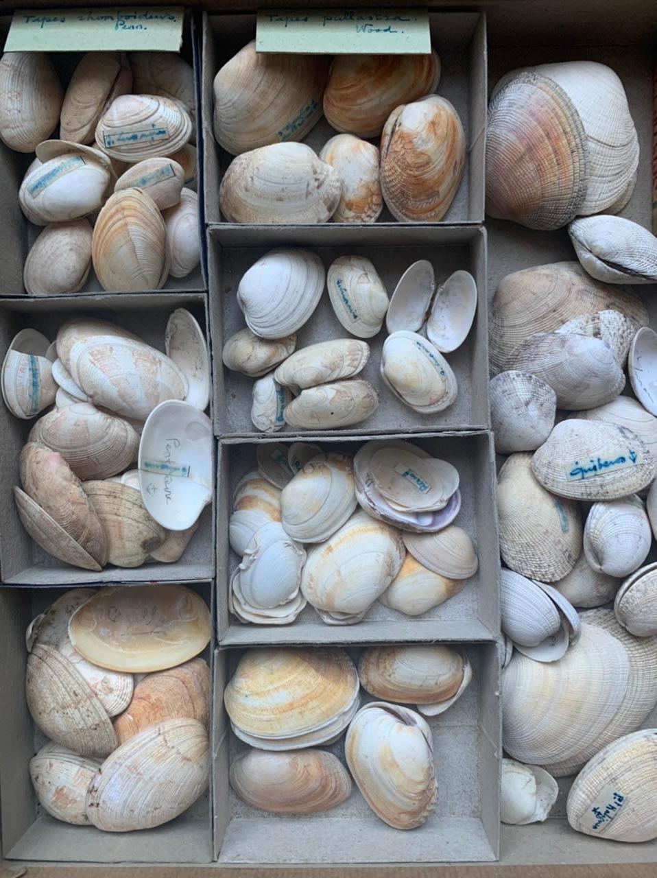 Curiosity Cabinet Collection of Shells, Circa 1900 In Good Condition For Sale In Beuzevillette, FR