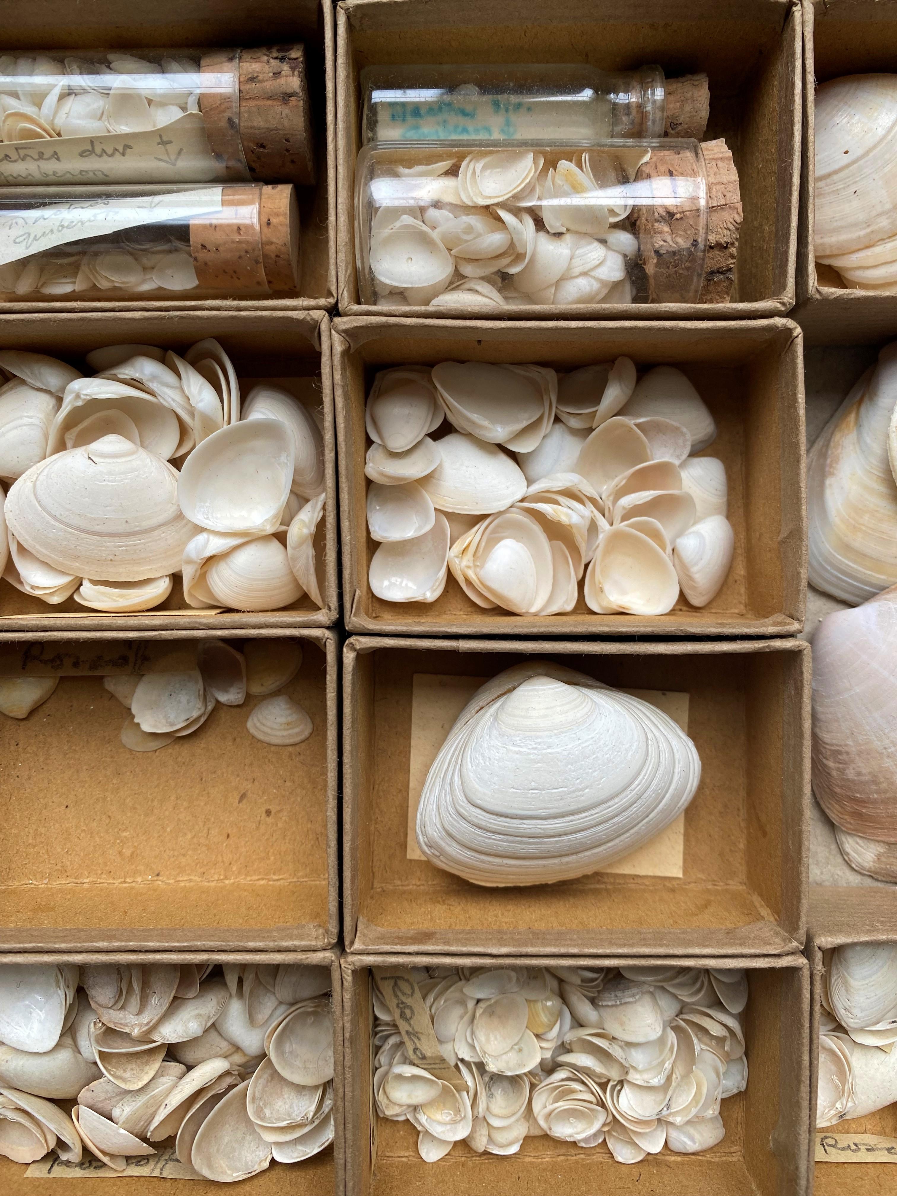 cabinet shells