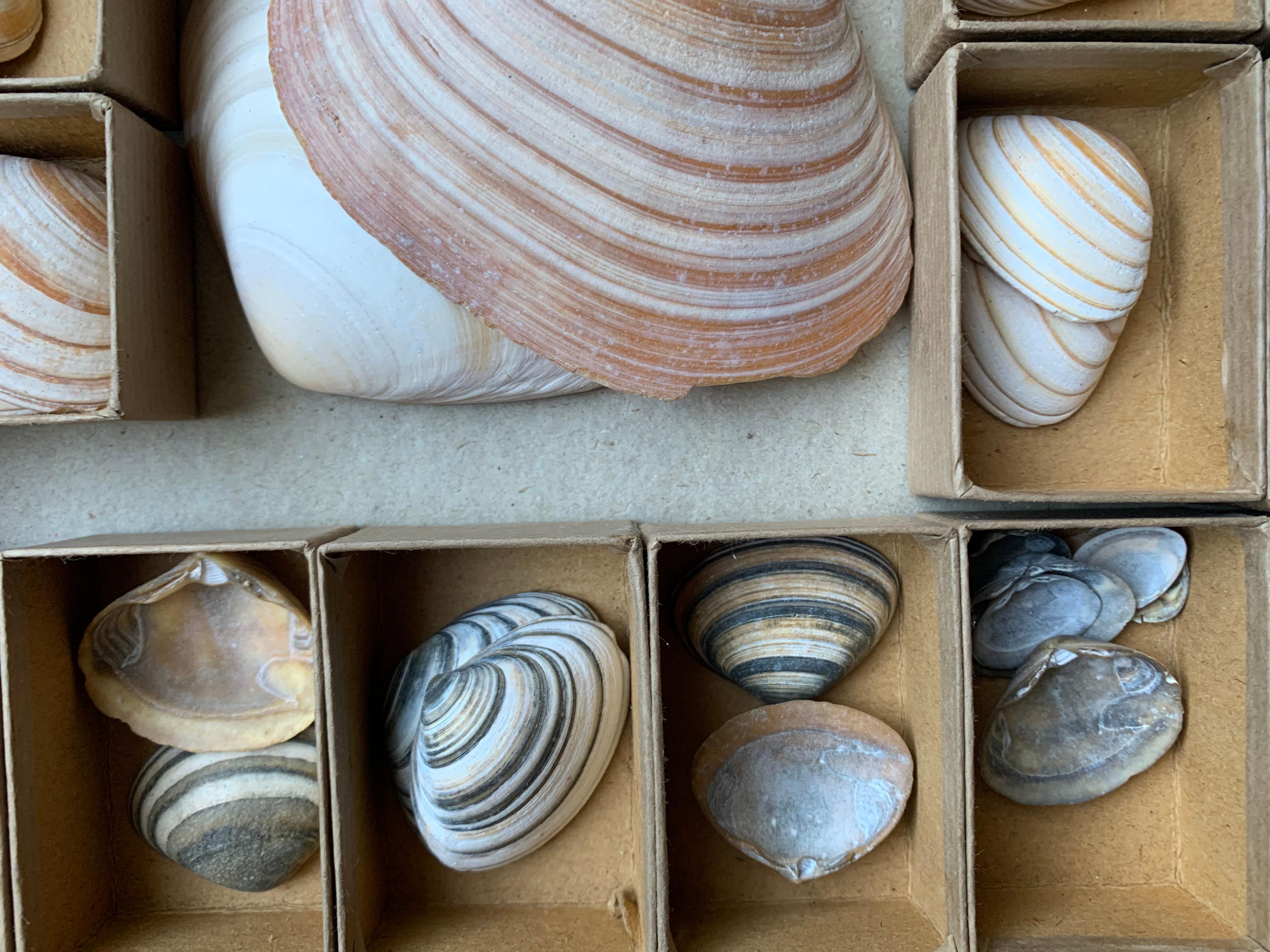 Curiosity Cabinet Collection of Shells, Circa 1900 For Sale 1