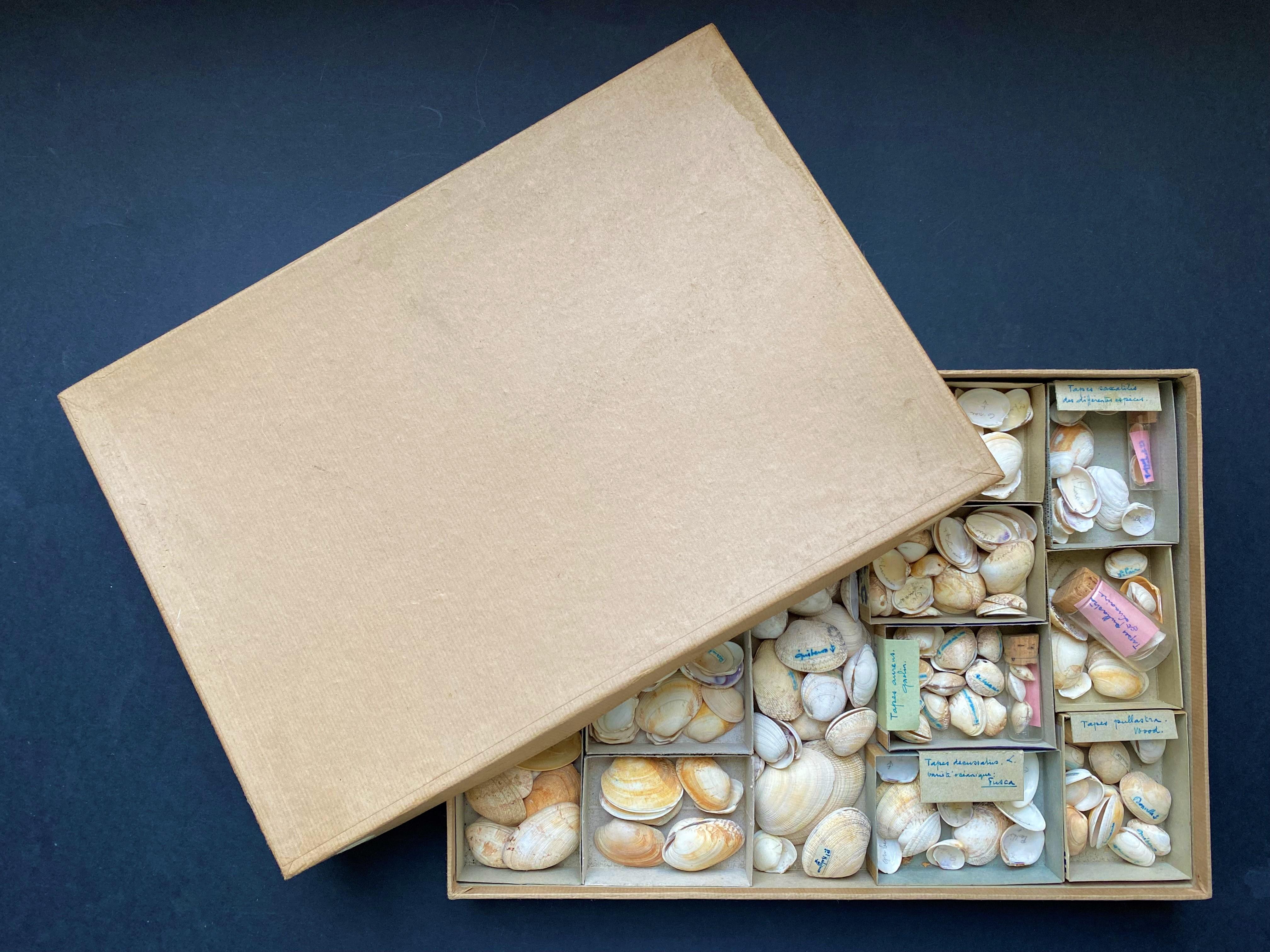 20th Century Curiosity Cabinet Collection of Shells, Circa 1900 For Sale