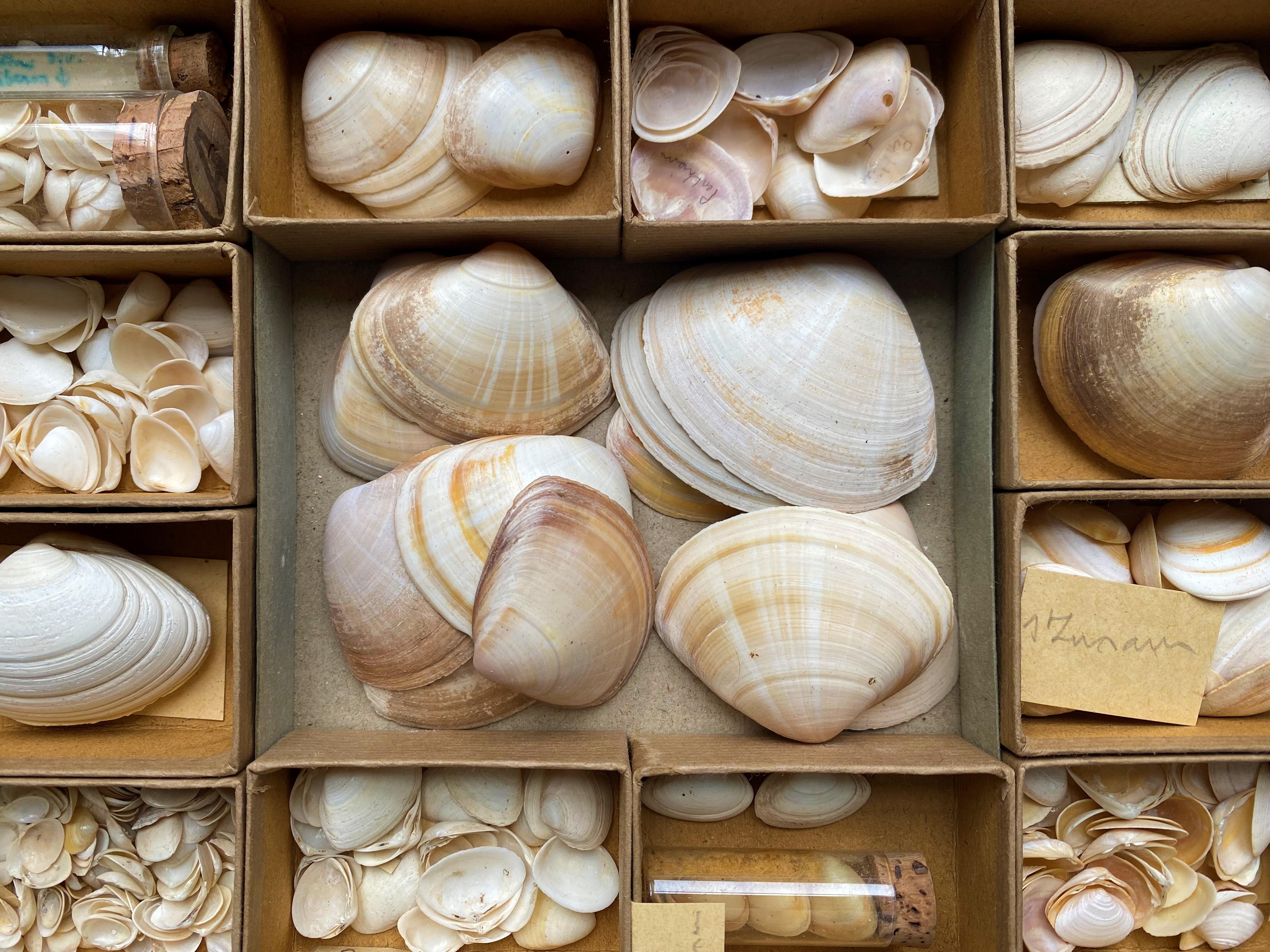 French Curiosity Cabinet Collection of Shells, Circa 1900 For Sale