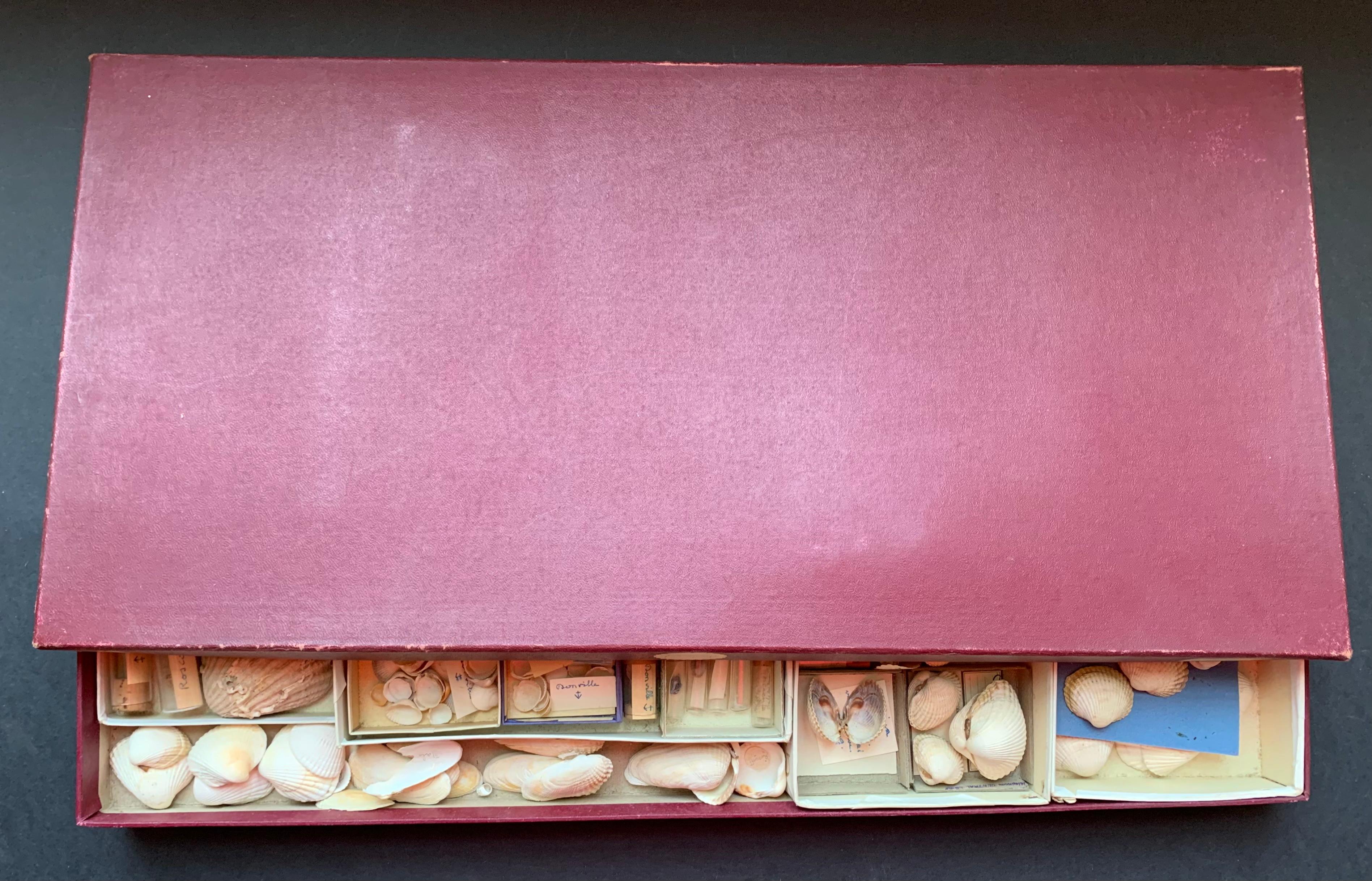 Français Meuble de rangement de curiosité collection de coquillages vers 1900 en vente
