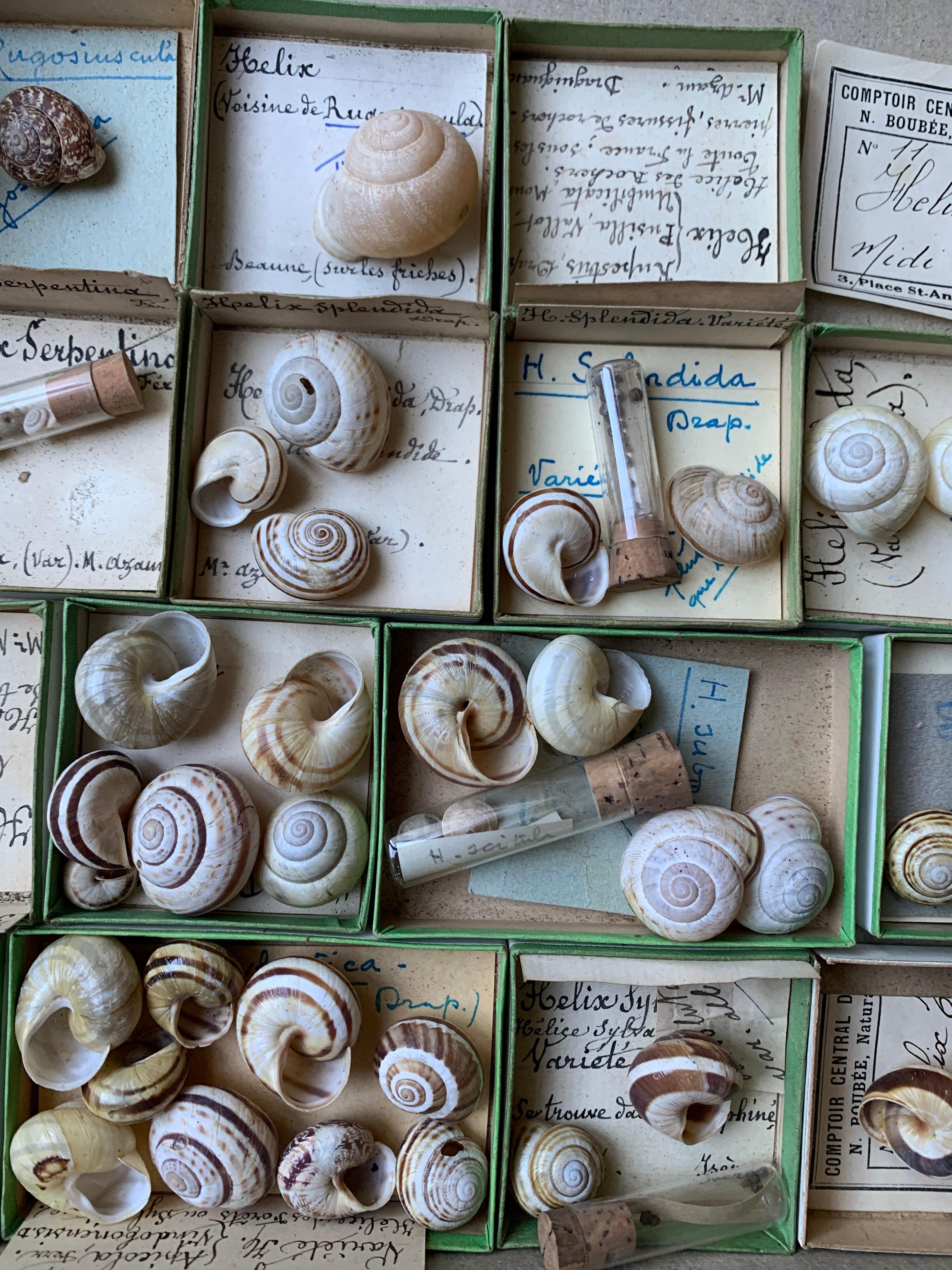Curiosity Cabinet Collection of Shells, Circa 1900 In Good Condition In Beuzevillette, FR