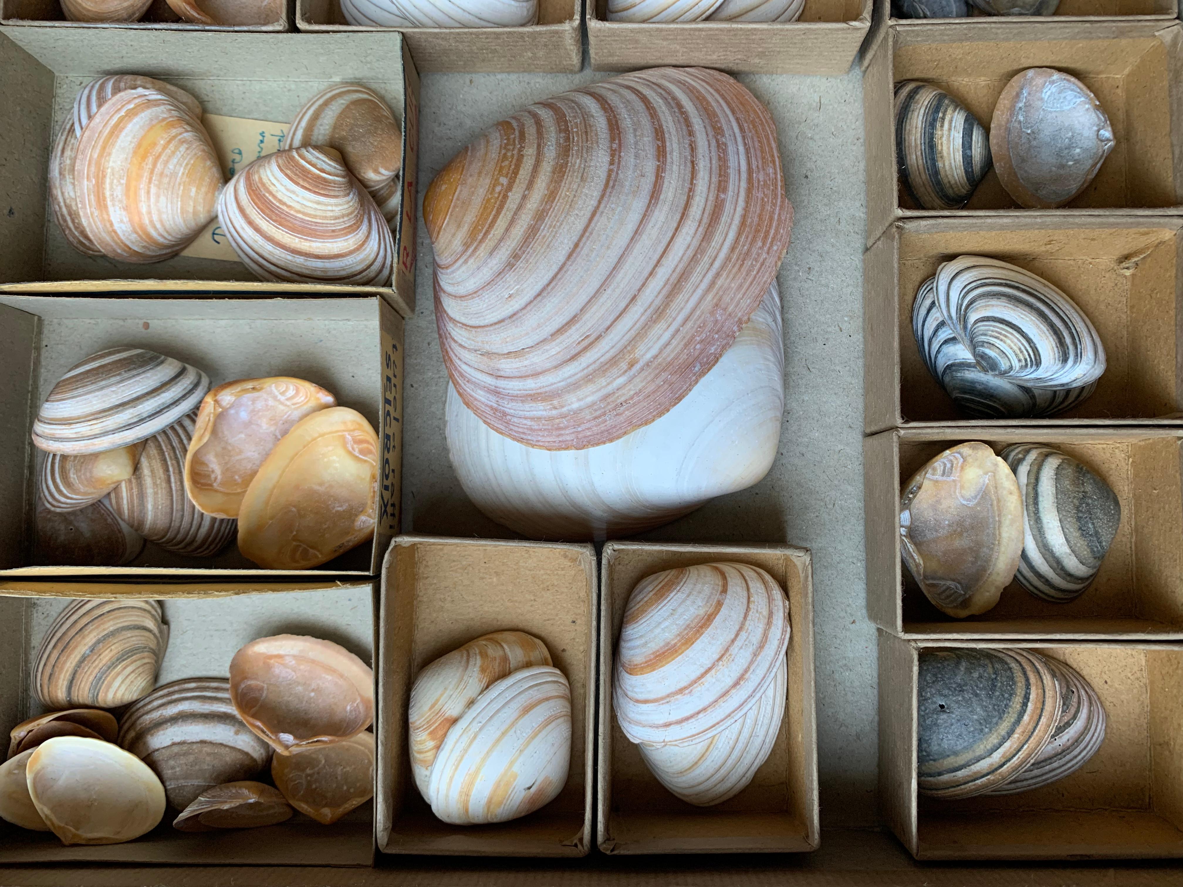 Curiosity Cabinet Collection of Shells, Circa 1900 For Sale 2