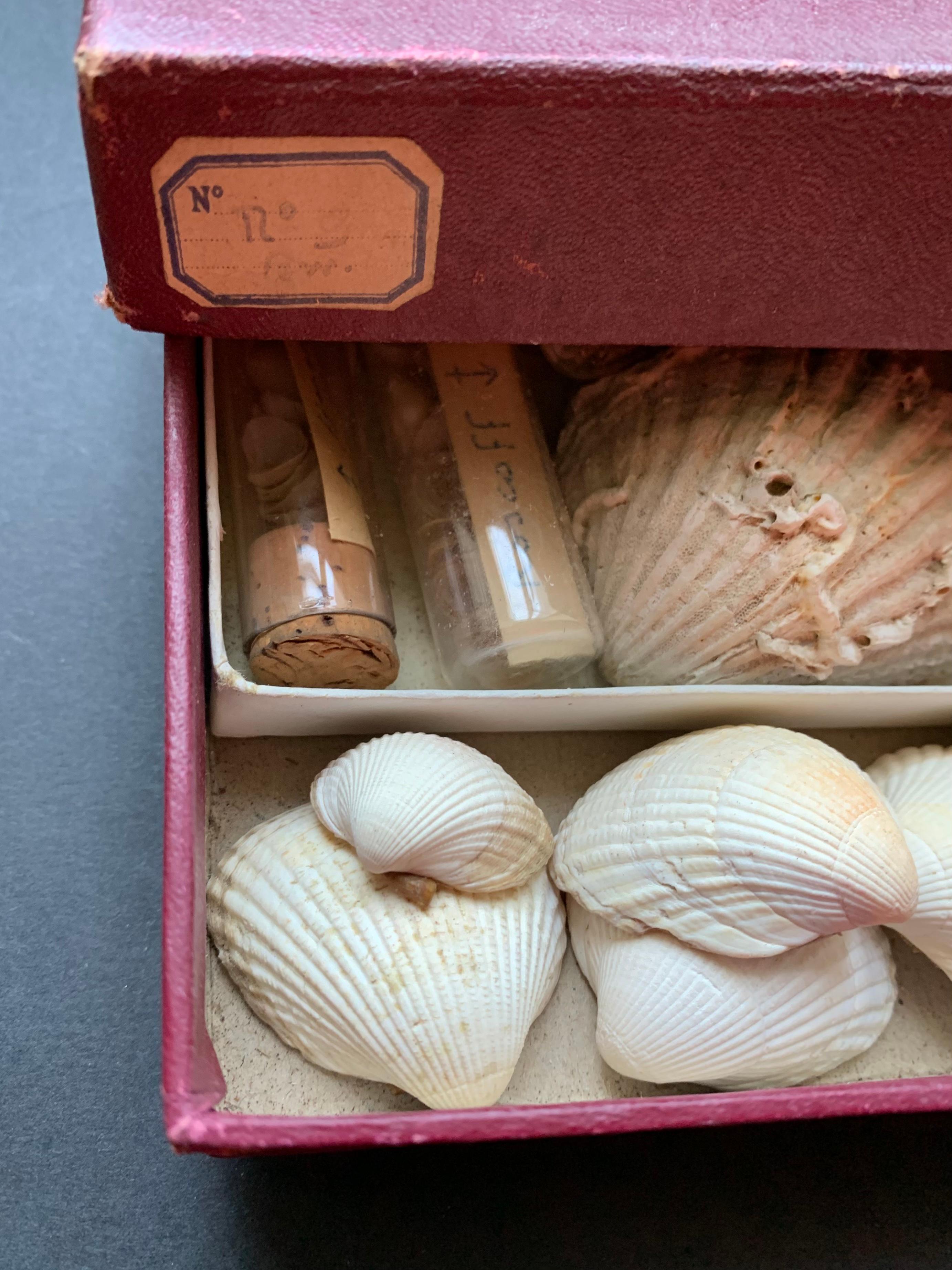 Meuble de rangement de curiosité collection de coquillages vers 1900 Bon état - En vente à Beuzevillette, FR