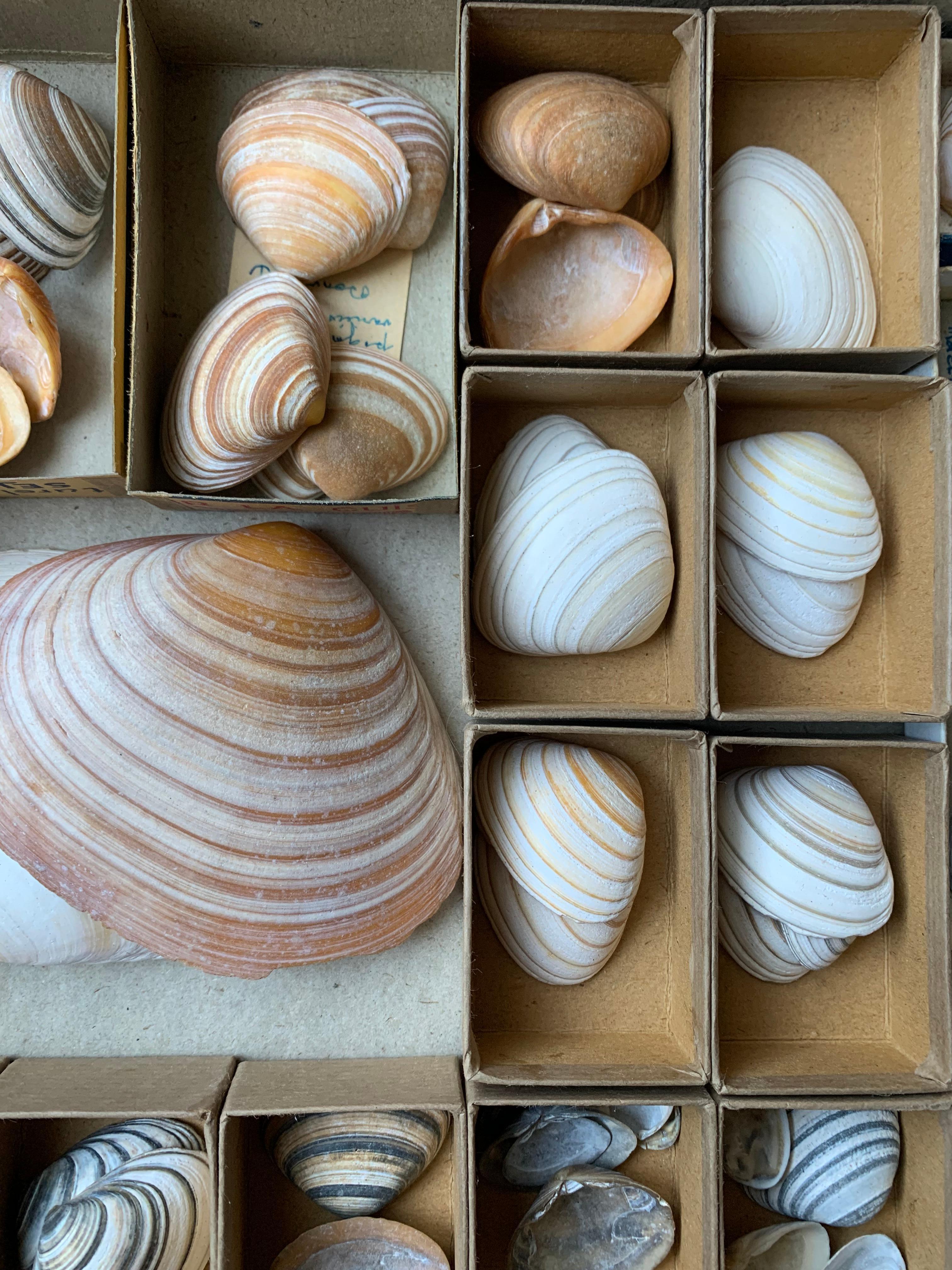 Curiosity Cabinet Collection of Shells, Circa 1900 For Sale 3