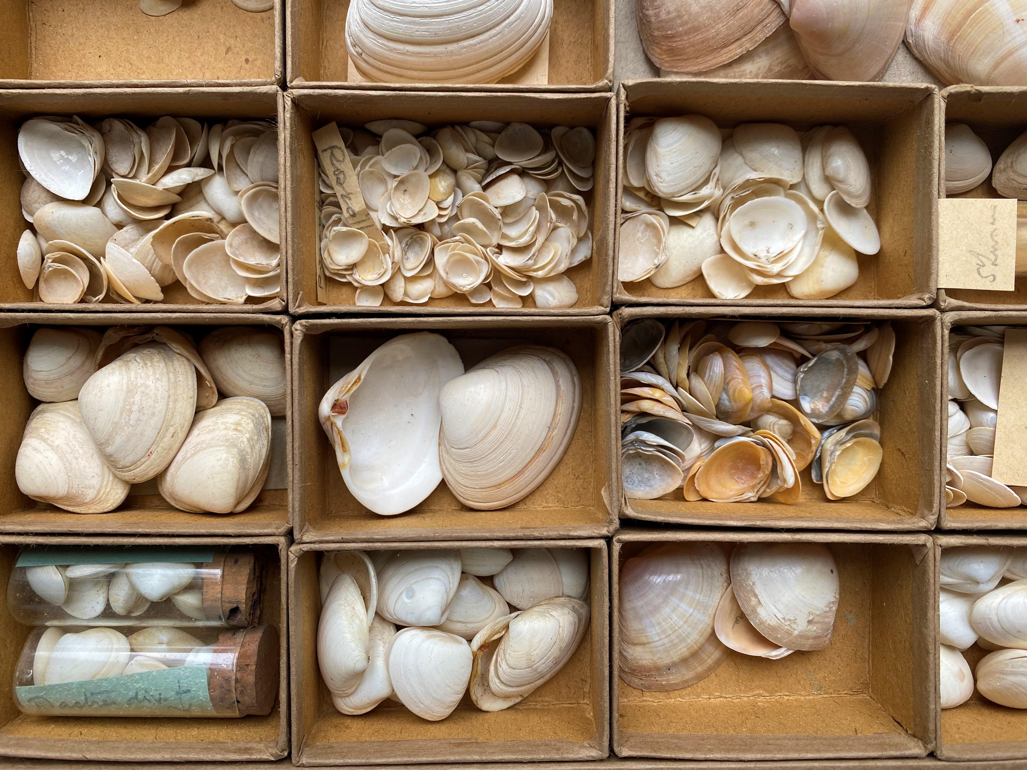 20th Century Curiosity Cabinet Collection of Shells, Circa 1900 For Sale