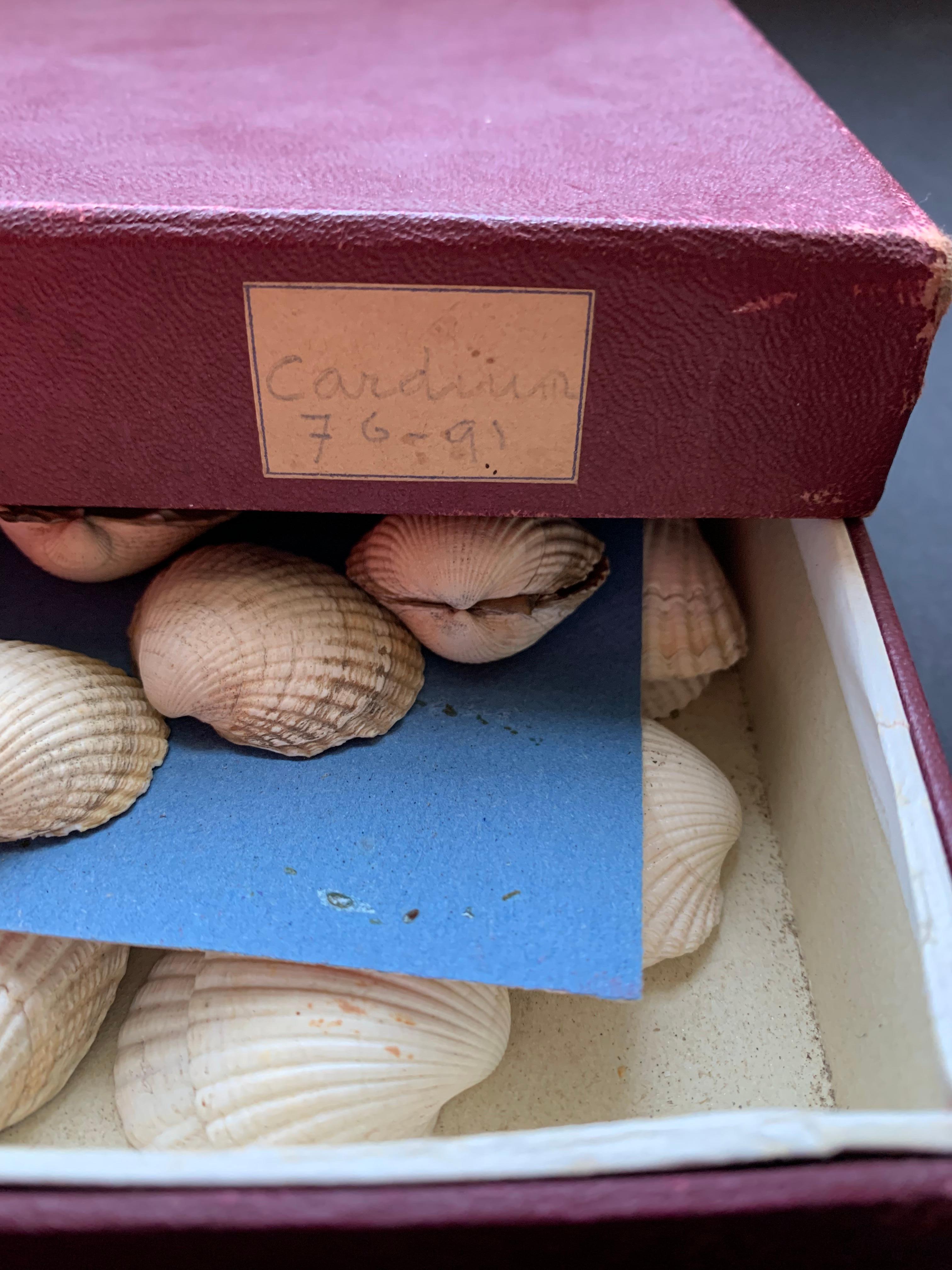 Curiosity cabinet Collection of Shells Circa 1900 For Sale 4