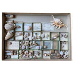 seelix Antique Curiosity Cabinet Collection of Shells, Circa 1900