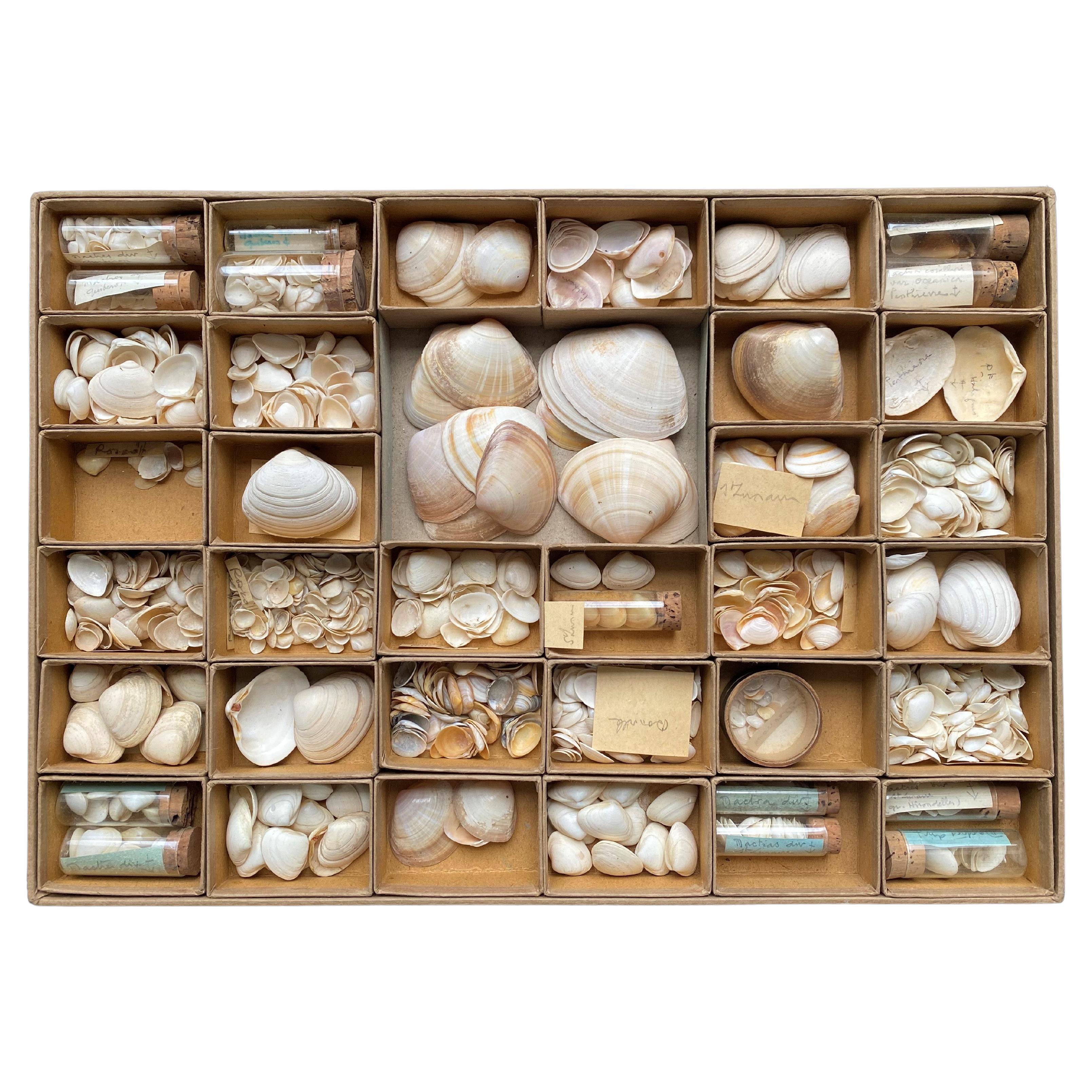 Curiosity Cabinet Collection of Shells, Circa 1900 For Sale