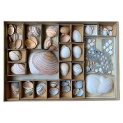 Antique Curiosity Cabinet Collection of Shells, Circa 1900