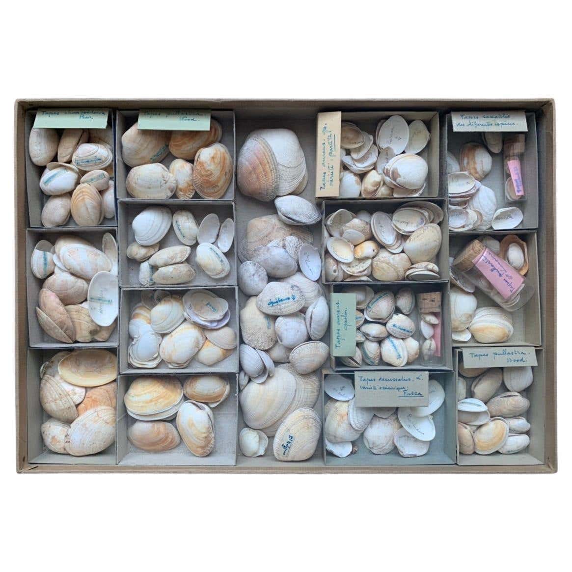Antique Shell Collection Curiosity Cabinet Collection of Shells, Circa 1900 For Sale at 1stDibs