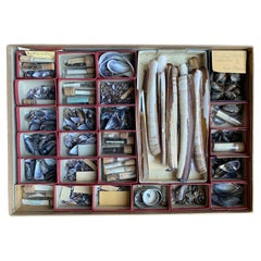 Collection de coquillages de curiosité, vers 1900