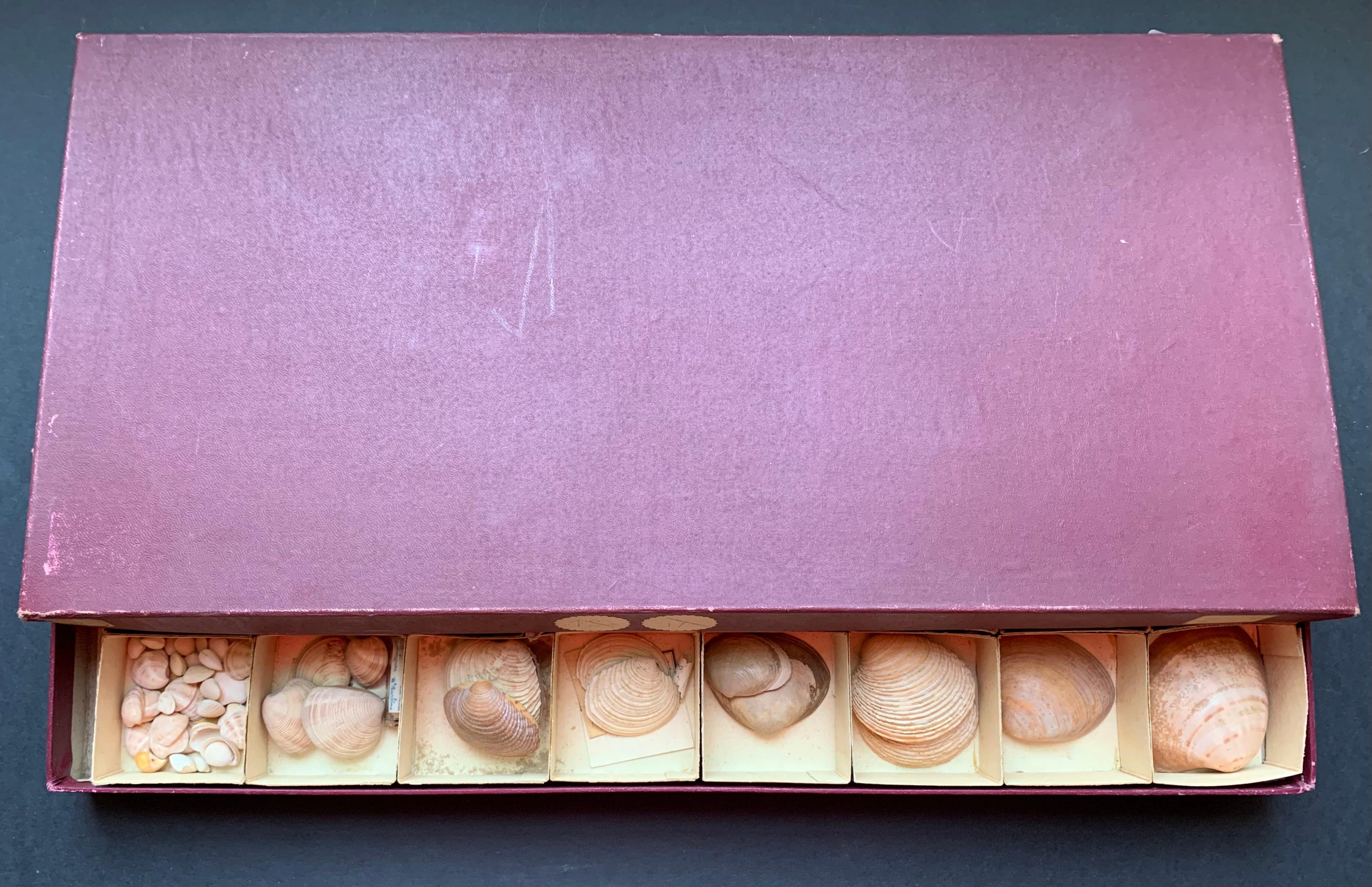Gabinetto delle curiosità Collezione naturalistica di conchiglie Circa 1900 in vendita 5