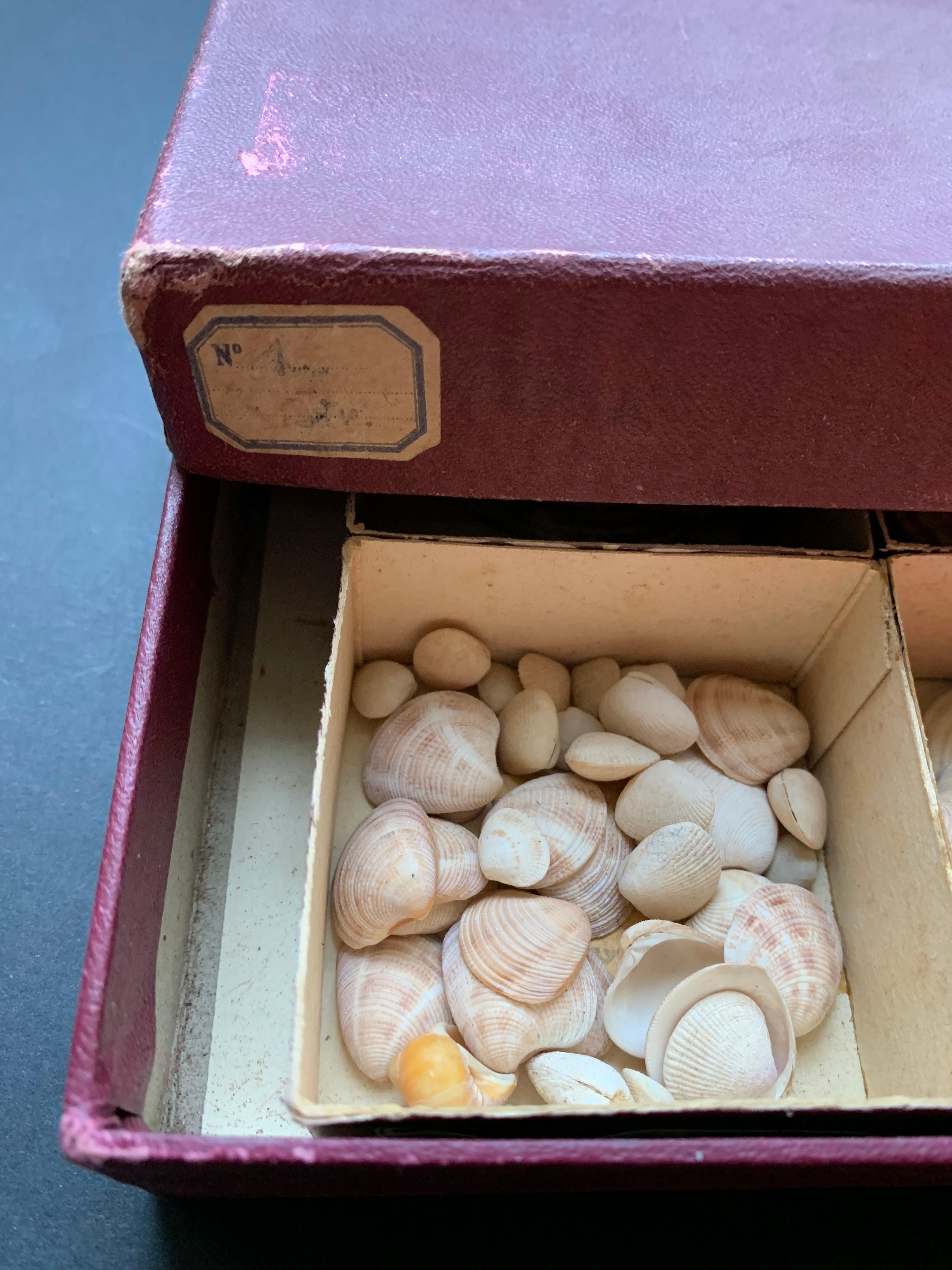 Gabinetto delle curiosità Collezione naturalistica di conchiglie Circa 1900 in vendita 6