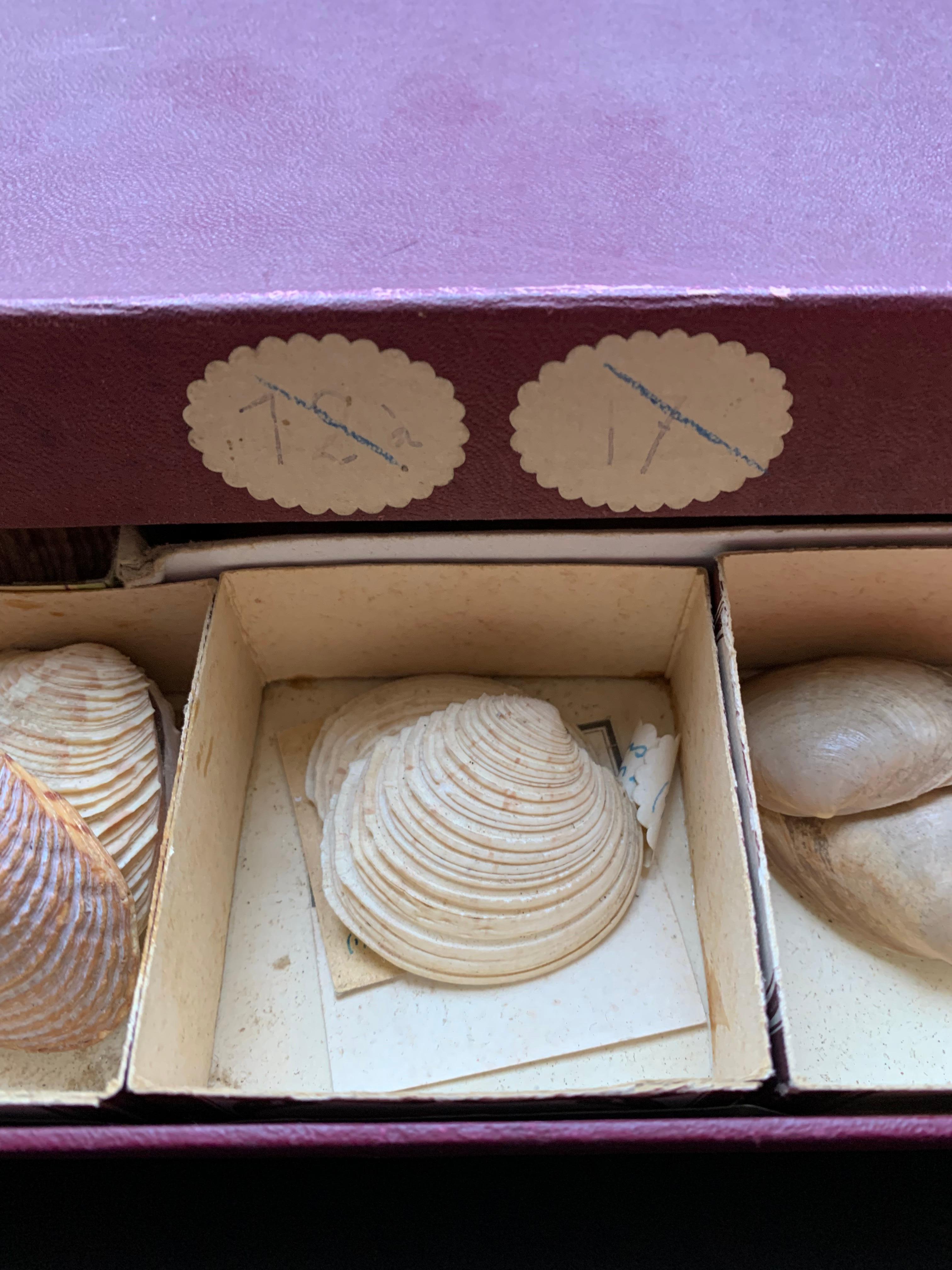 Curiosity Cabinet Naturalism Collection of Shell Circa 1900 For Sale 5