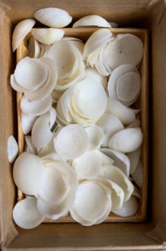 Cabinet de curiosité Collection de coquillages Naturalism circa 1900