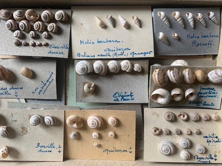 Curiosity Cabinet Naturalism Collection of Shell Circa 1900 at 1stDibs