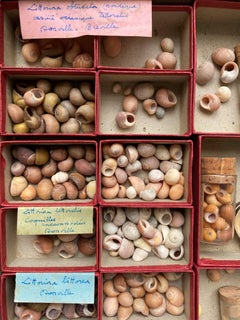 Curiosity Cabinet Naturalism Collection of Shell, Circa 1900