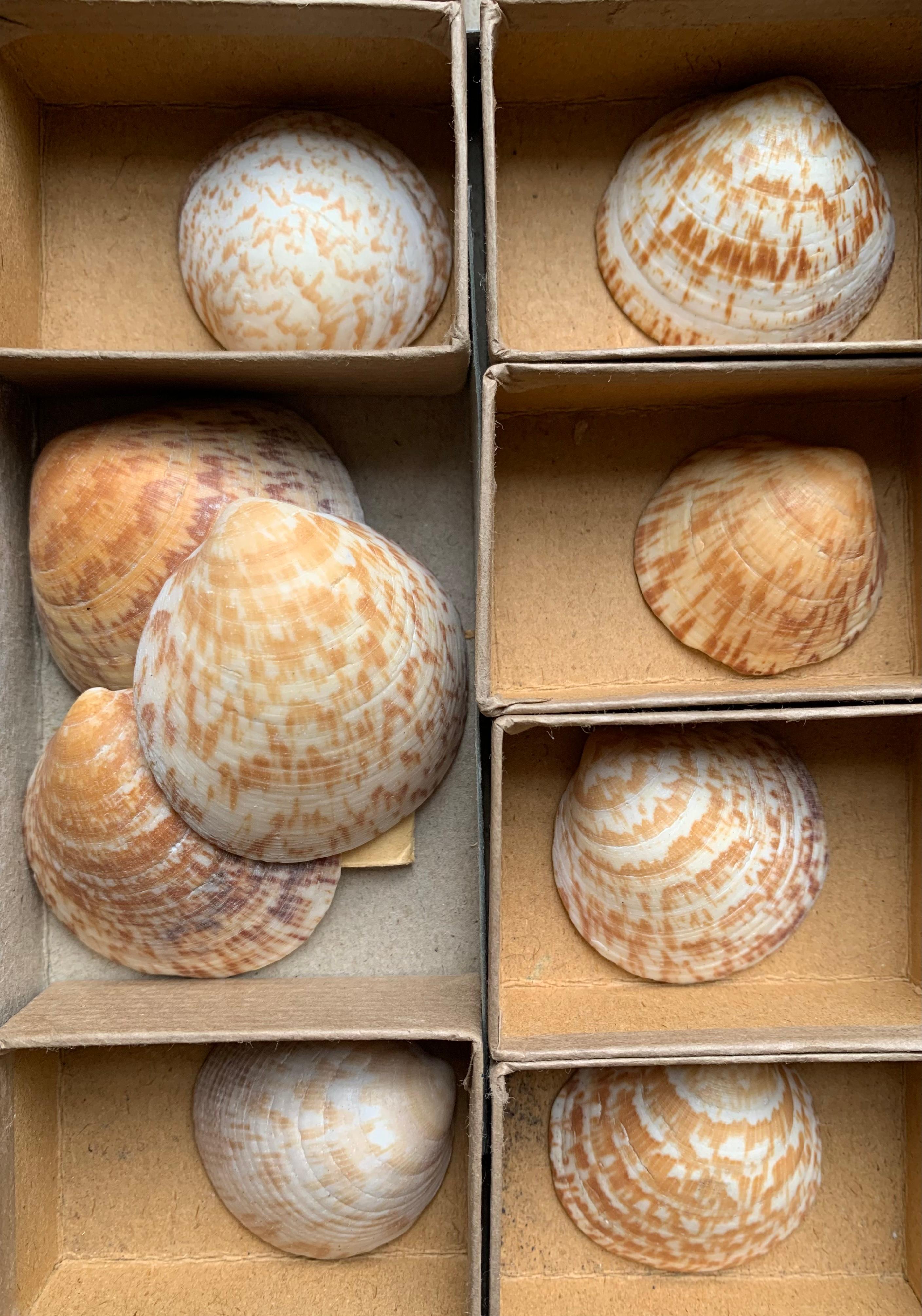 Sehr interessante Sammlung von Muscheln, die von einem Amateur zwischen dem Ende des 19. und dem Beginn des 20. Die Muscheln werden nach Größe und Alter entweder in kleinen Pappkartons oder in mit Korken verschlossenen Glasröhrchen aufbewahrt. Die