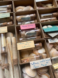 Gabinetto delle curiosità Collezione naturalistica di conchiglie Circa 1900