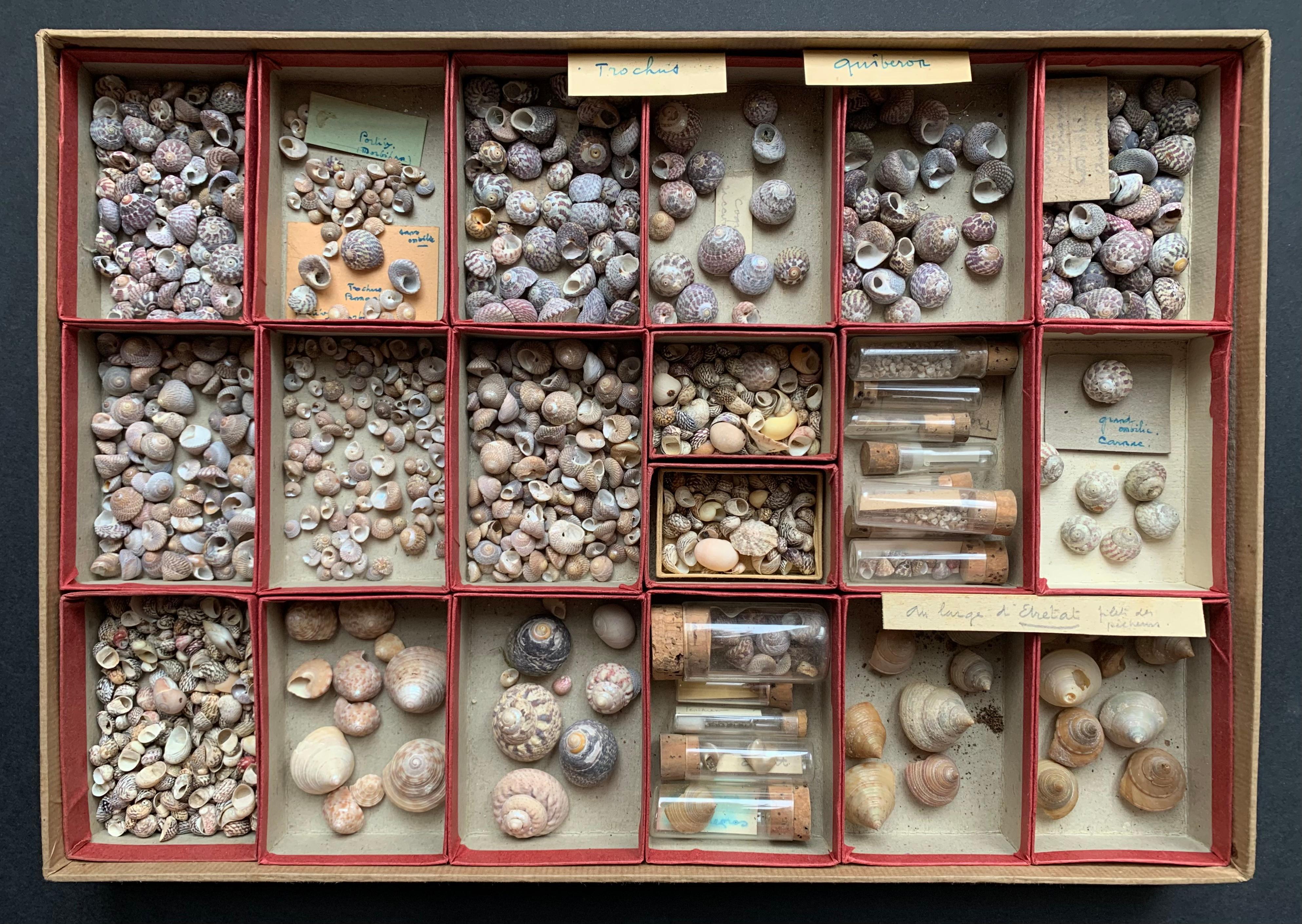 Very interesting set of shells collected by an amateur between the end of the 19th century and the beginning of the 20th century. The shells are classified by size and age either in small cardboard boxes or in glass tubes closed with corks. Labels