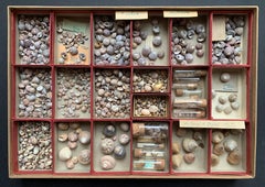 Curiosity Cabinet Naturalism Collection of Shell circa 1900