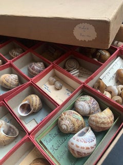 Curiosity Cabinet Naturalism Collection of Shell, Circa 1900